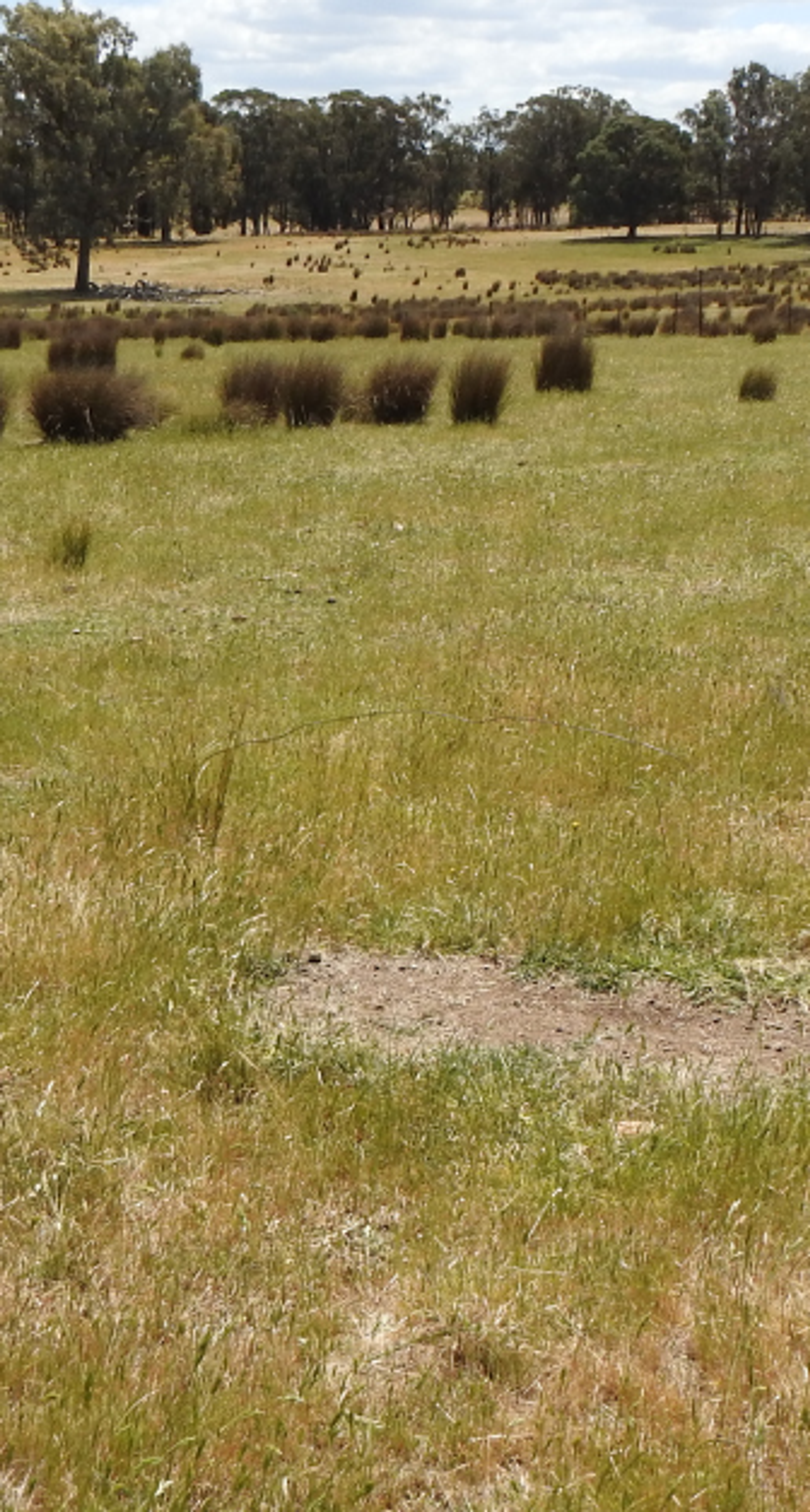 Upotipotpon restoration site