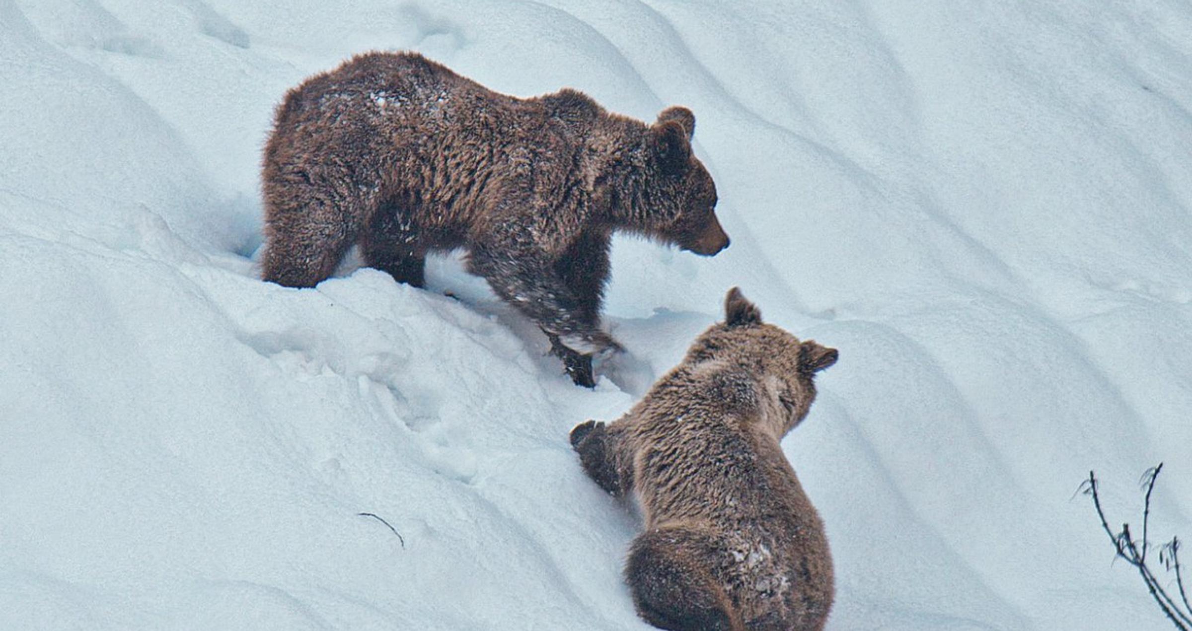The Fall & Rise of the Cantabrian Brown Bear