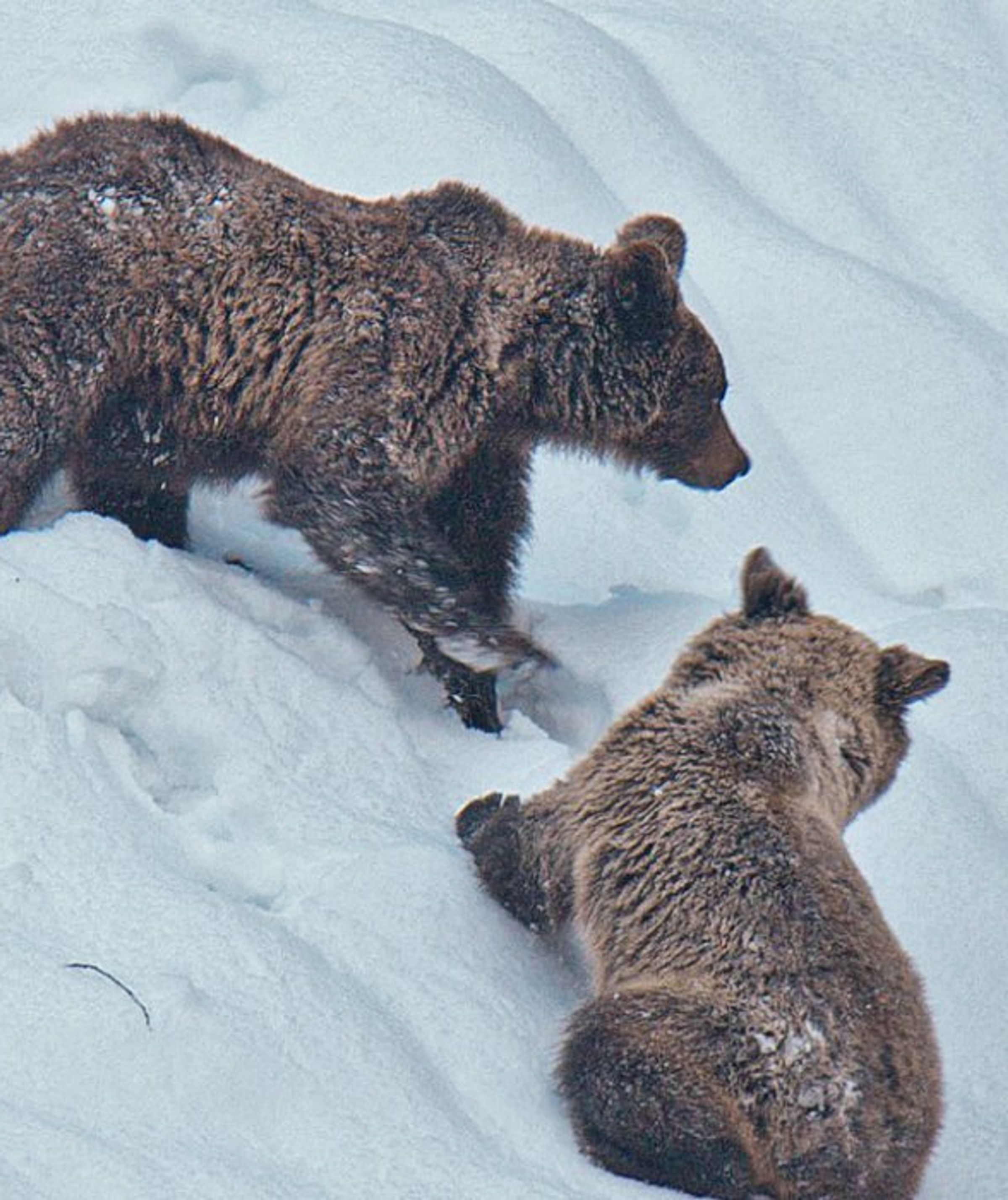 The Fall & Rise of the Cantabrian Brown Bear