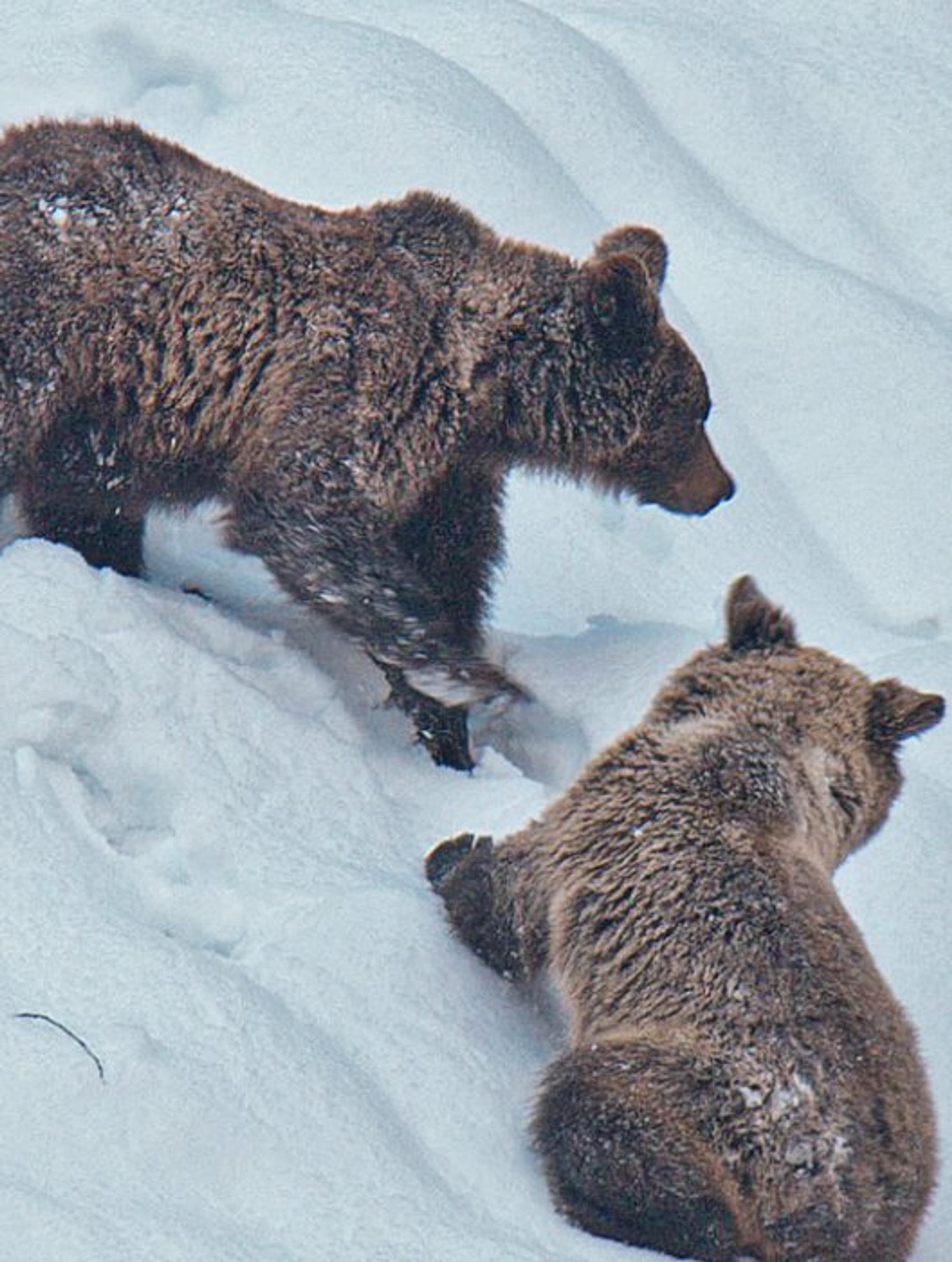 The Fall & Rise of the Cantabrian Brown Bear