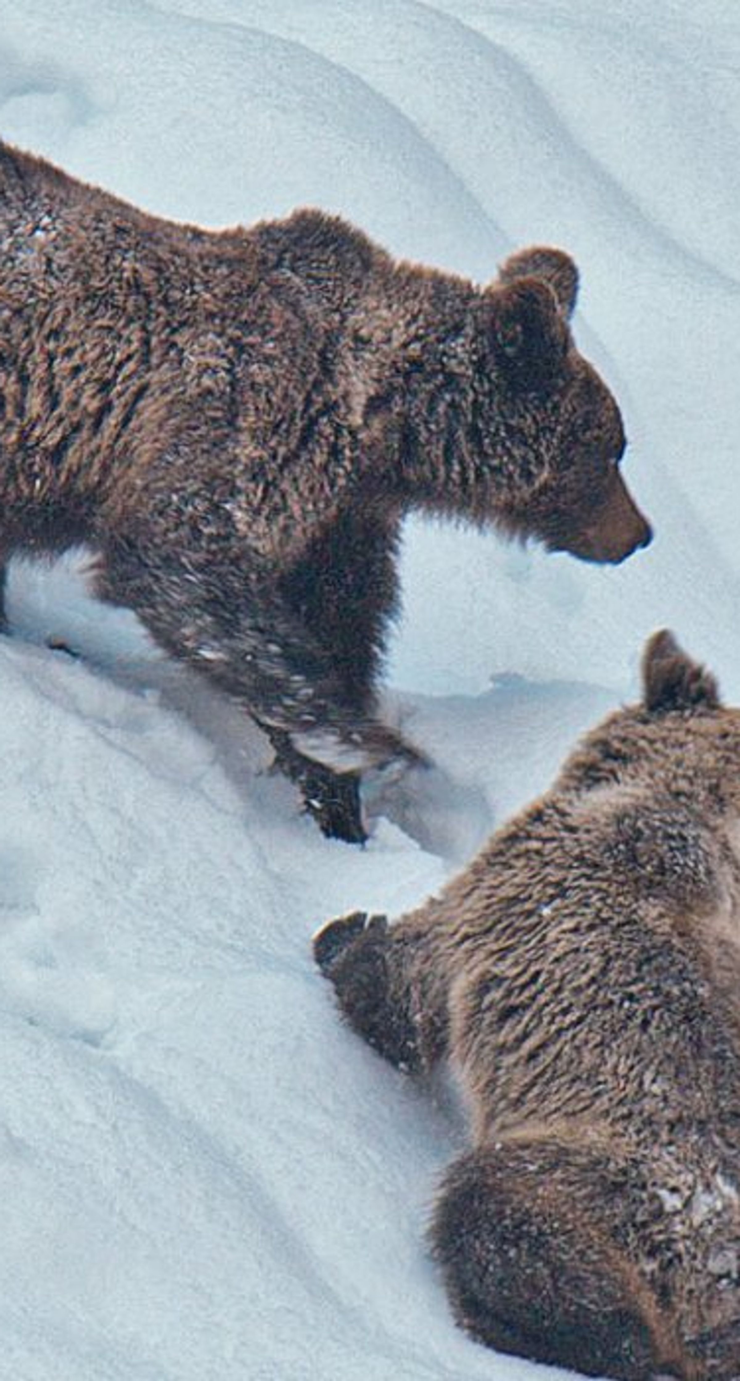 Brown bear