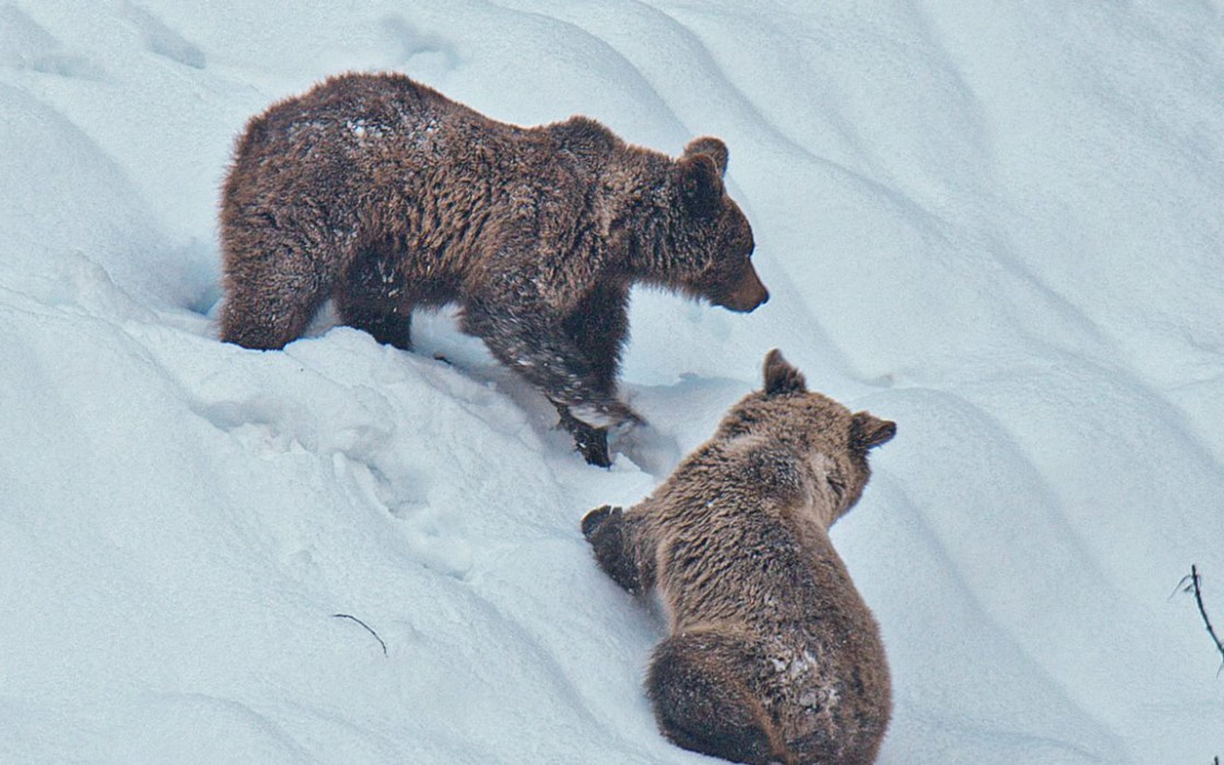 Brown bear