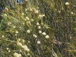 Melaleuca uncinata 