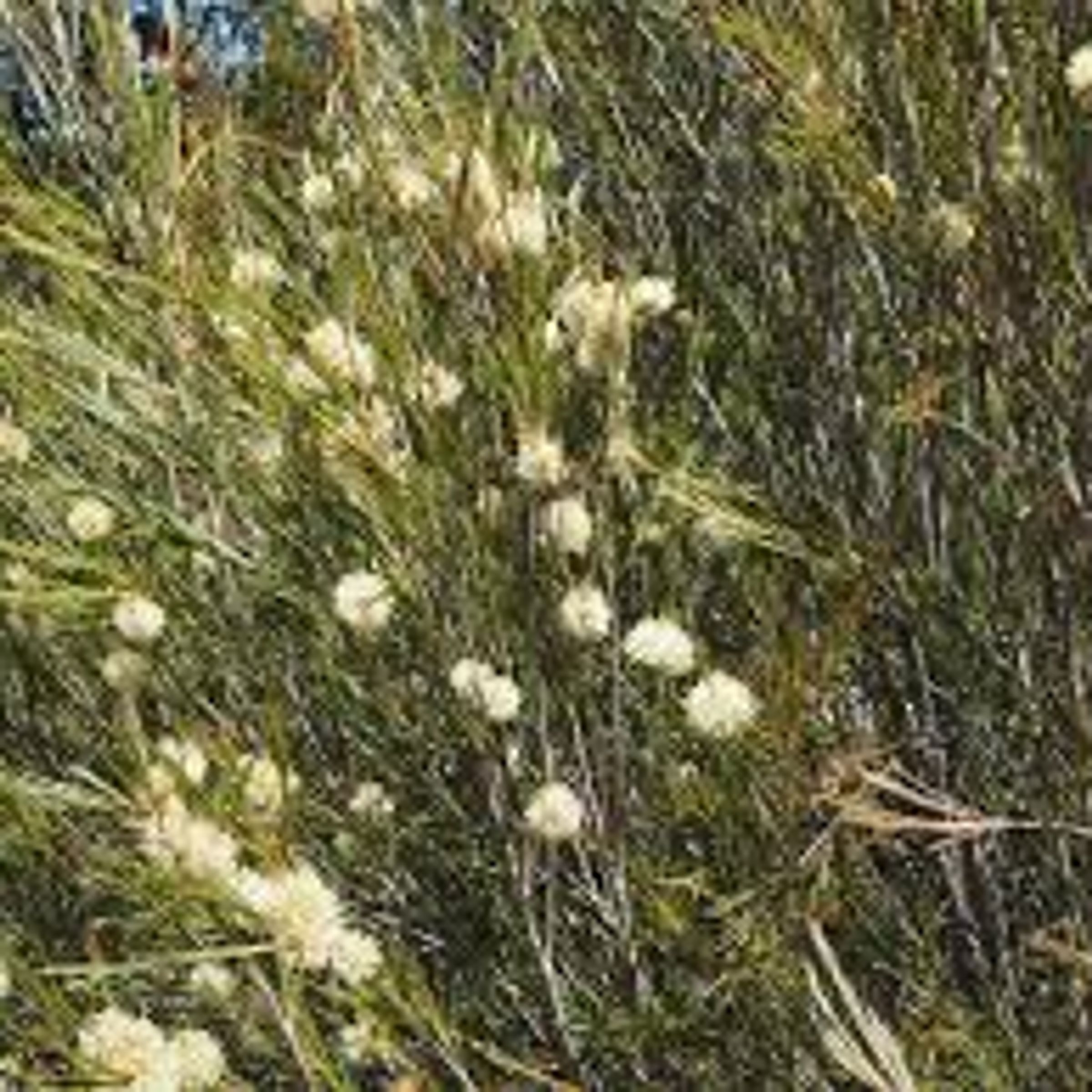 Melaleuca uncinata
