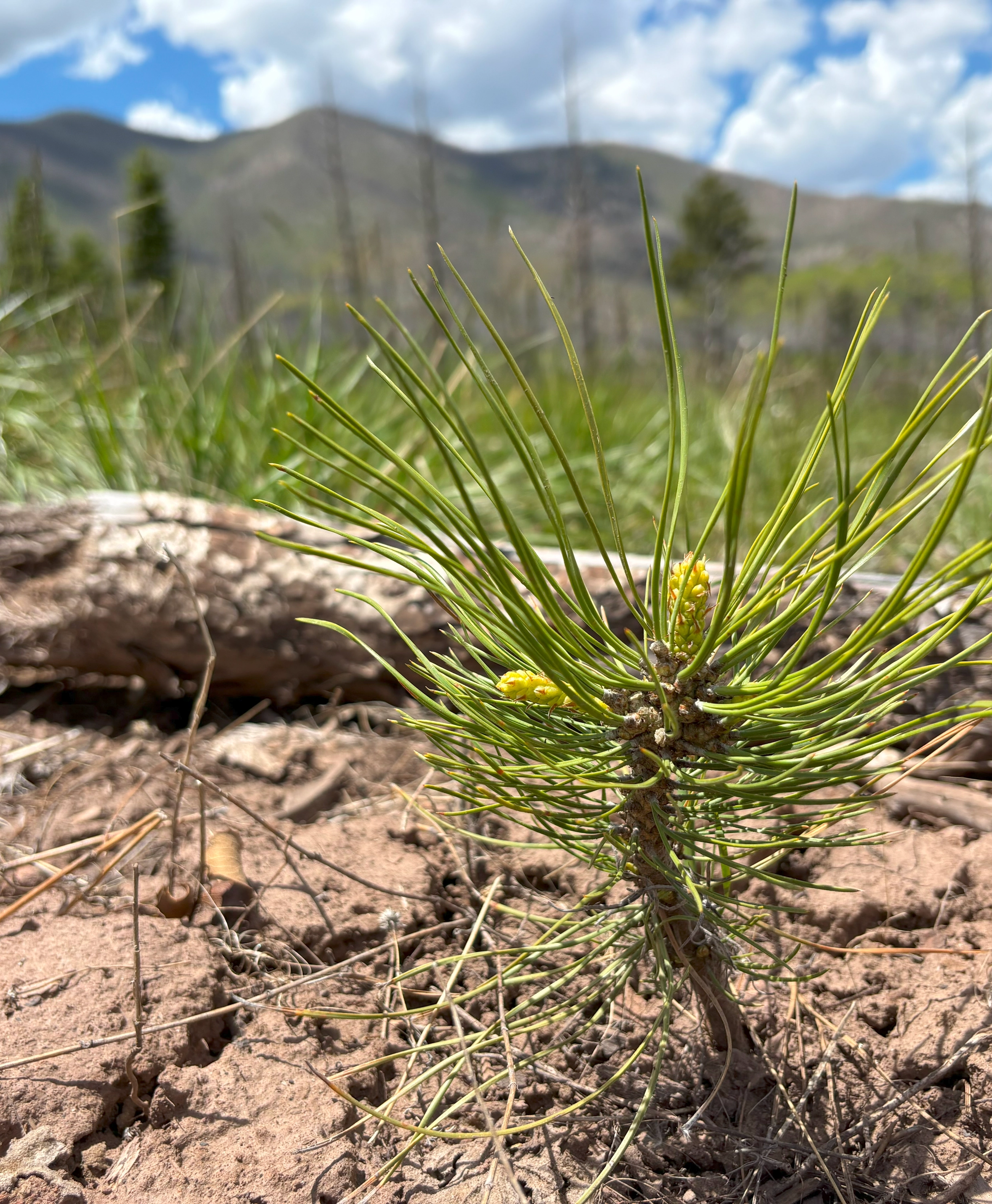 Native sapling growing on restoration site in Colorado