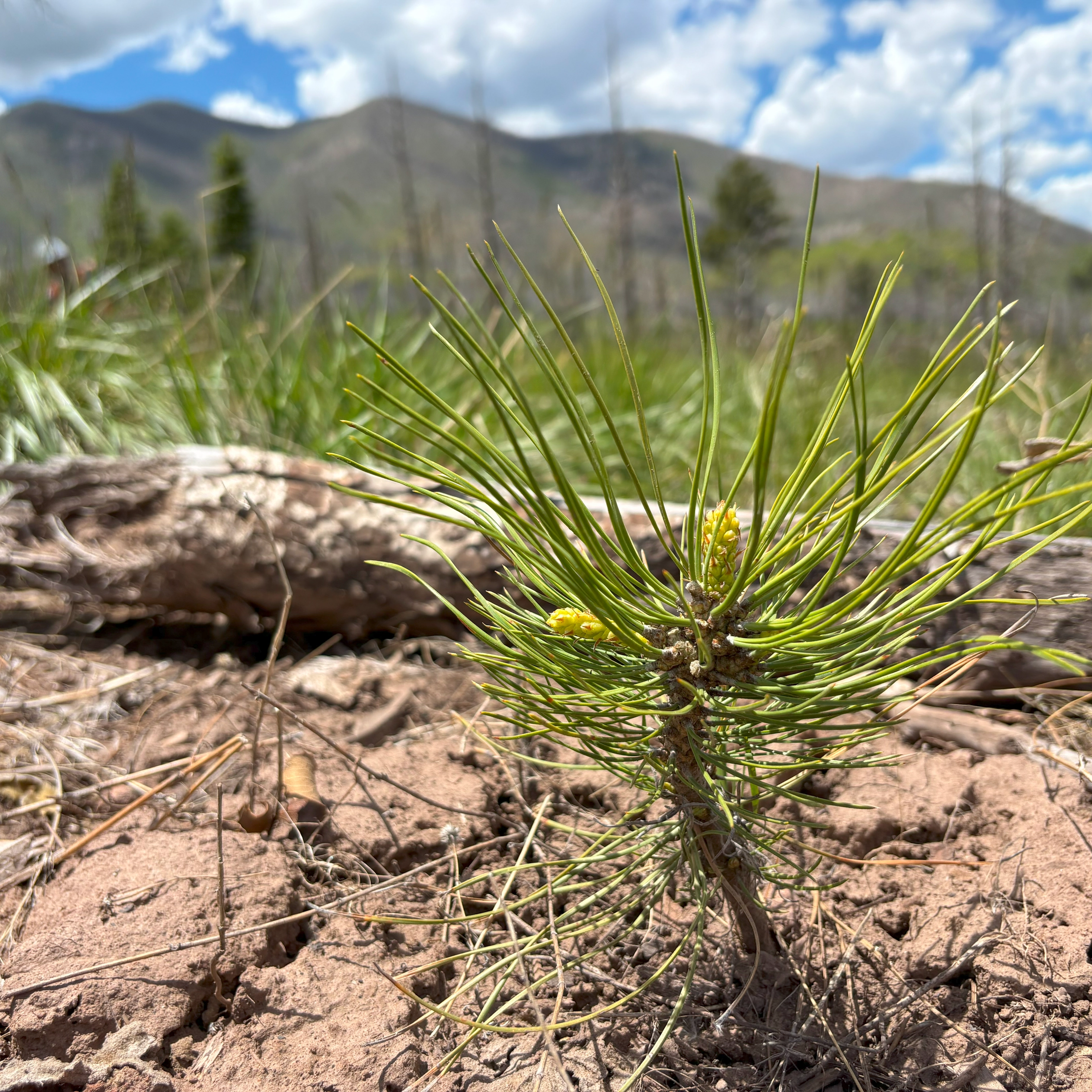 Sapling growing