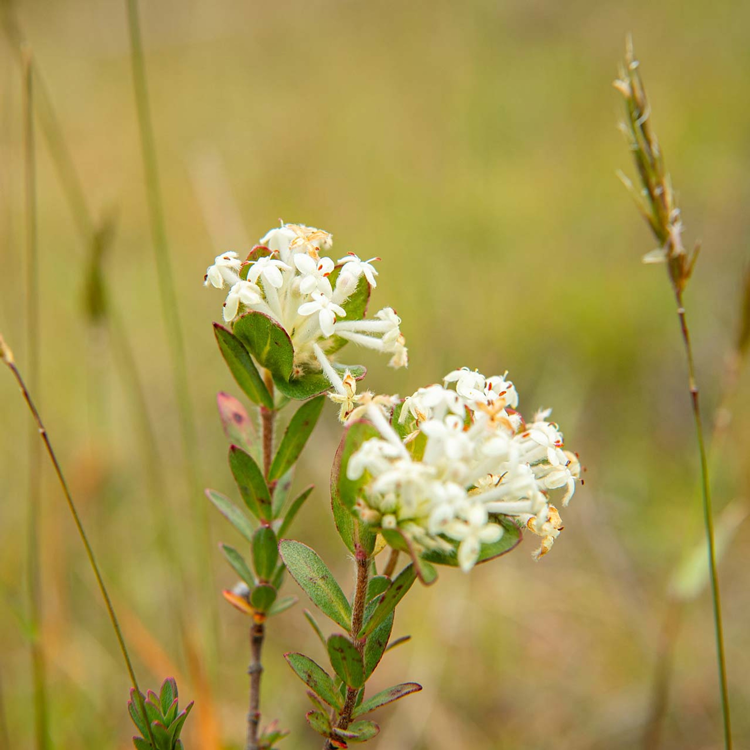 Native white plants