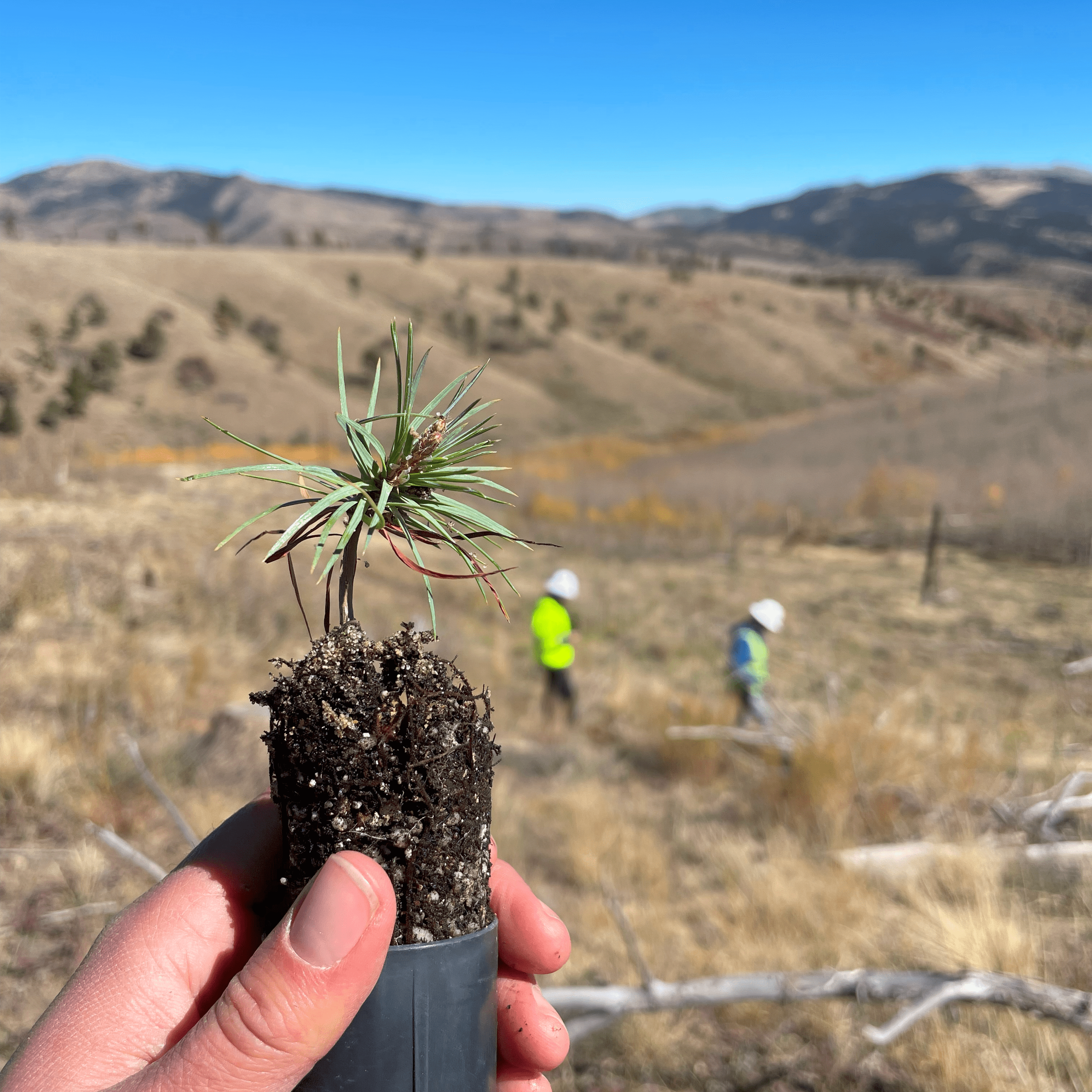 hand holding native seedling