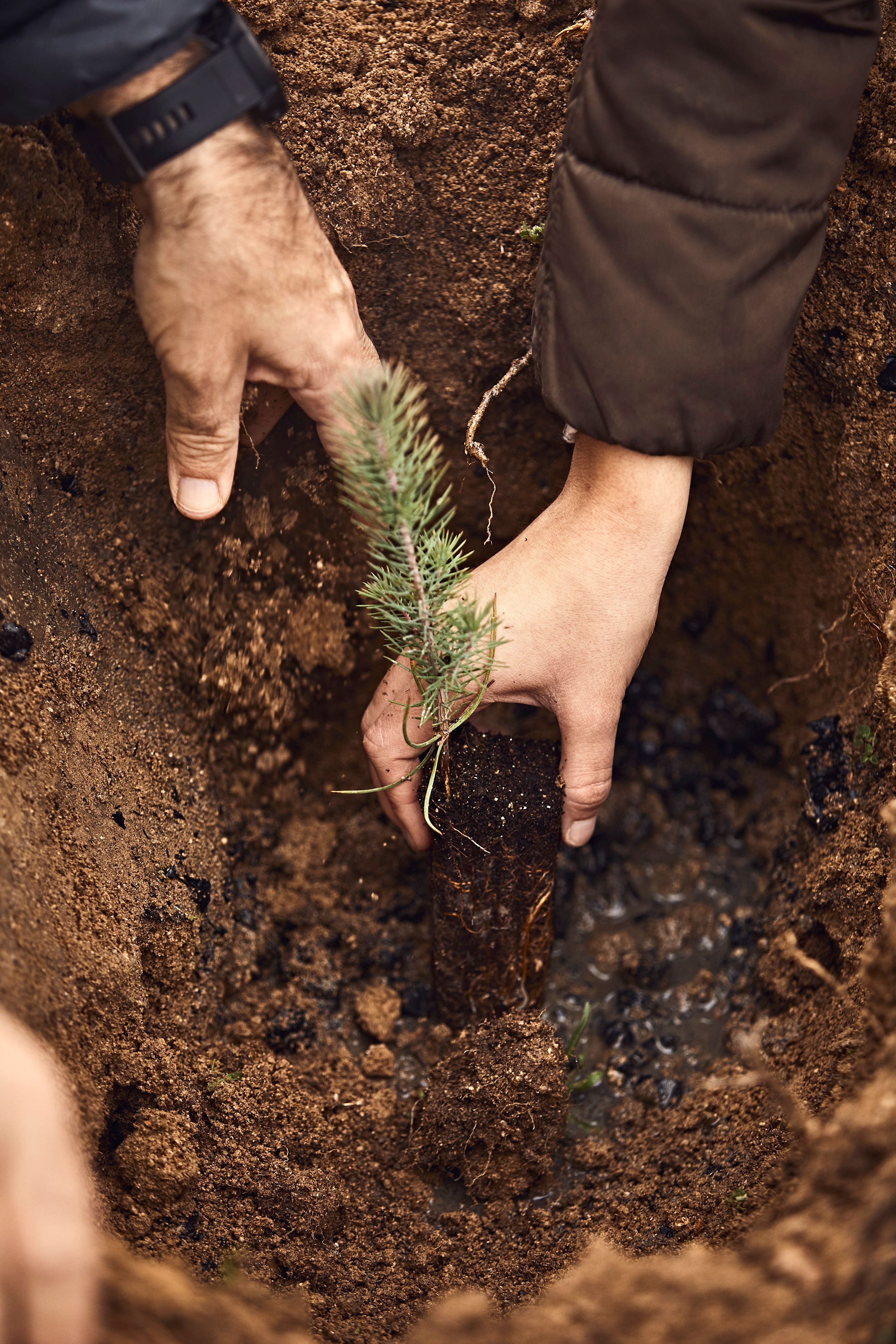 Hands planting sapling in earth