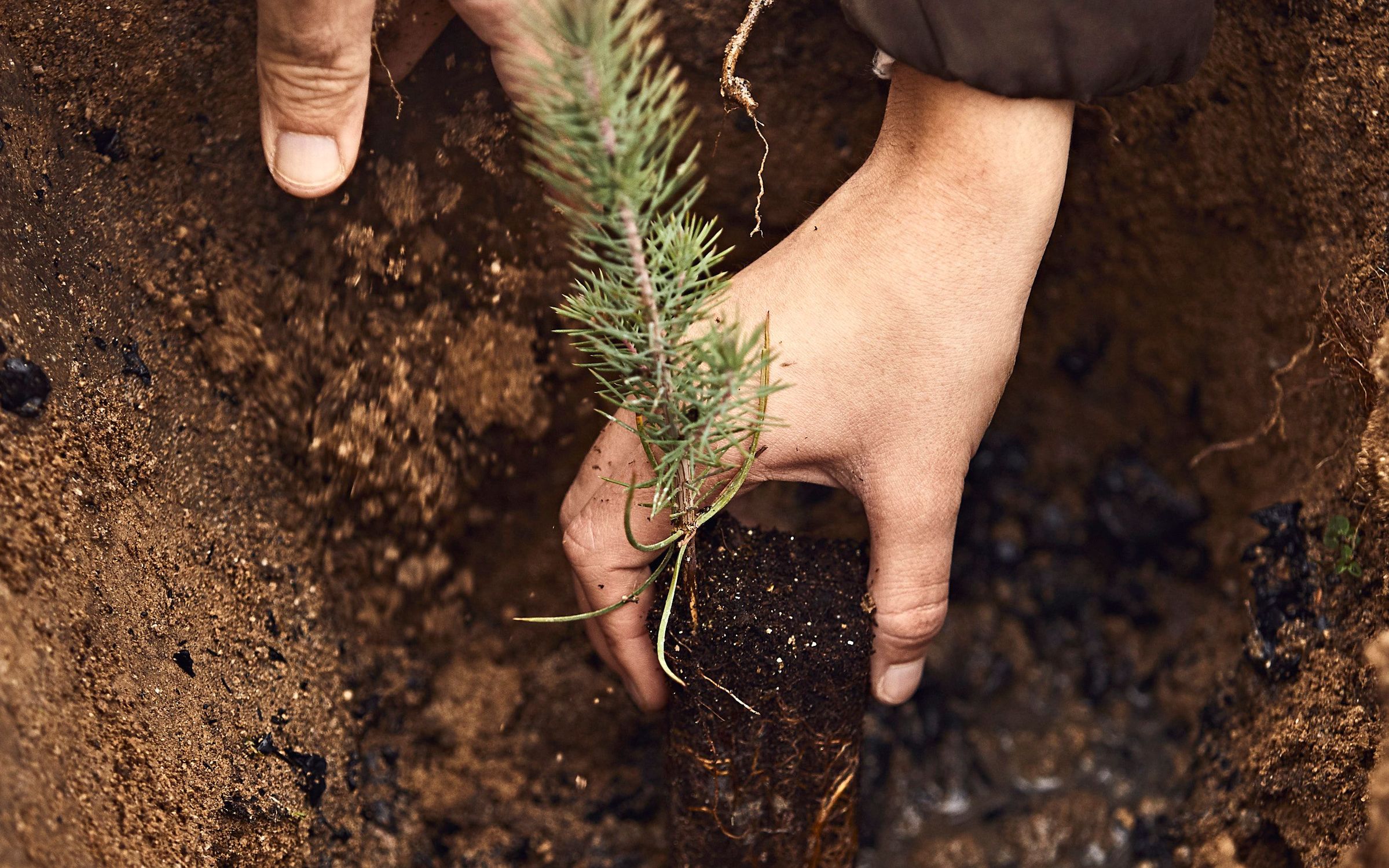 Hands planting sapling in earth
