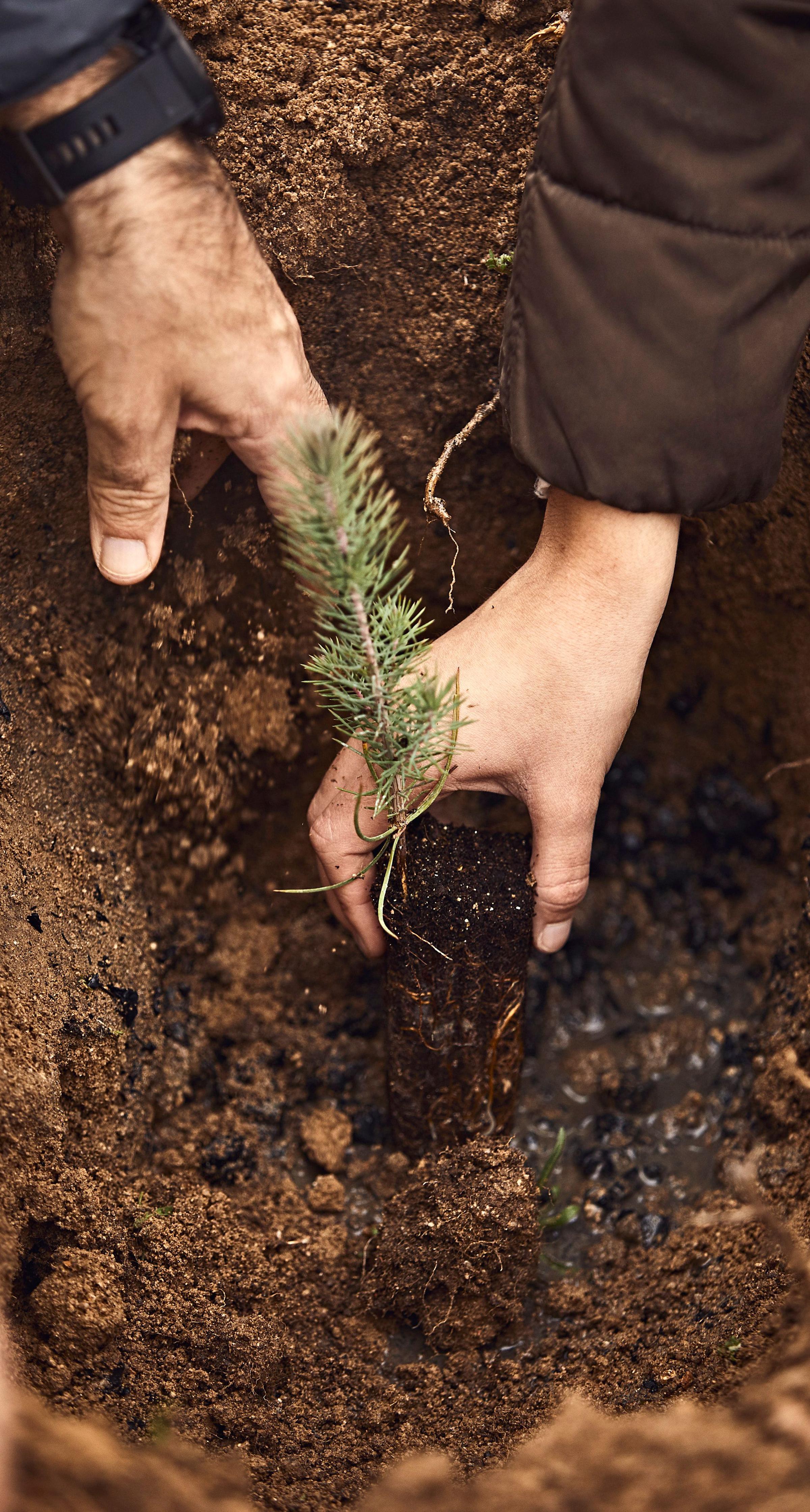 Hands planting sapling in earth