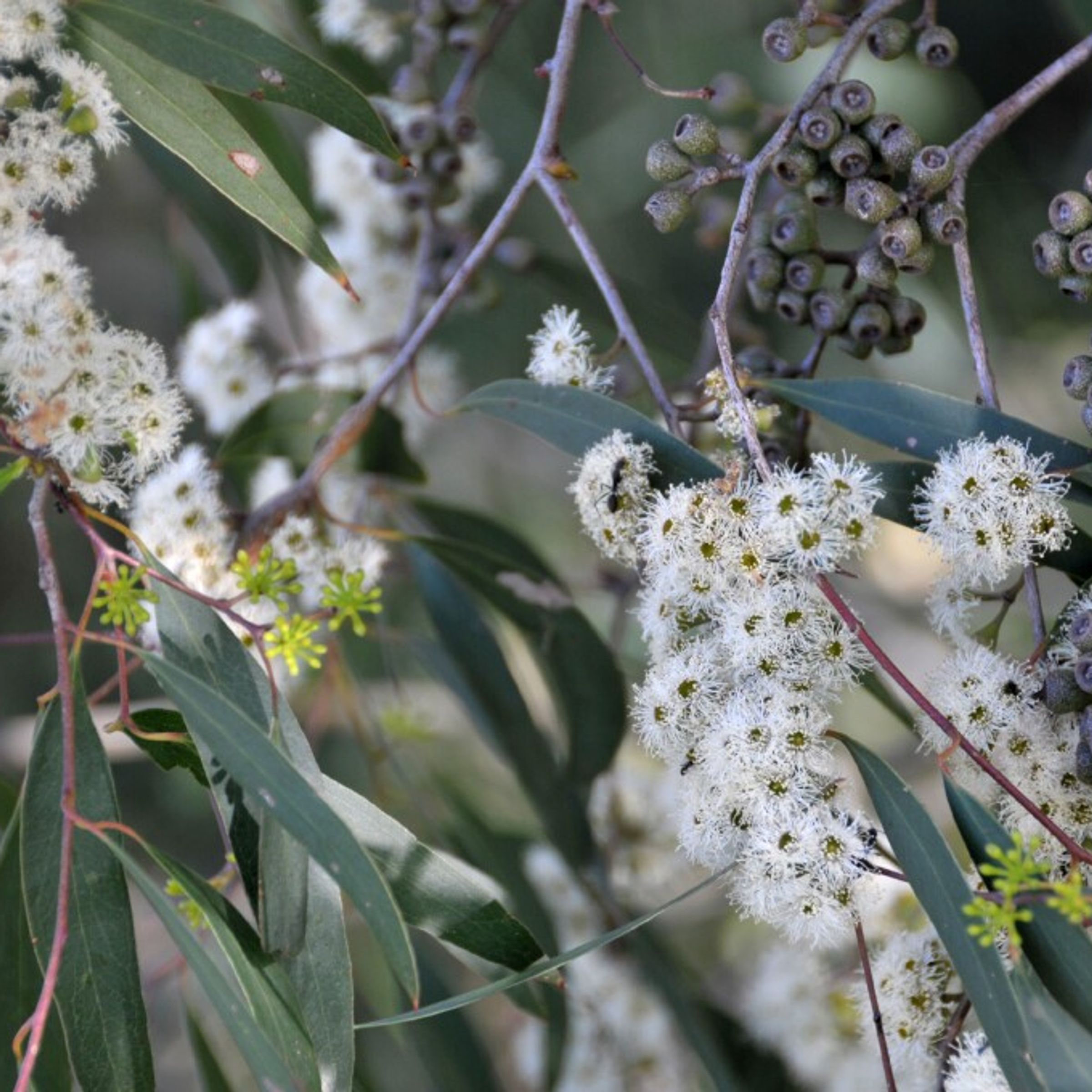 Eucalyptus radiata