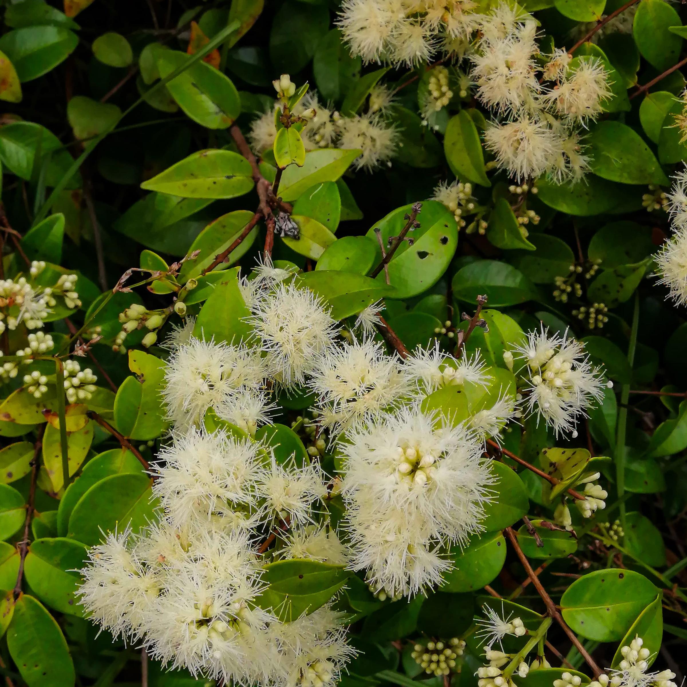 Wollowa Wattle