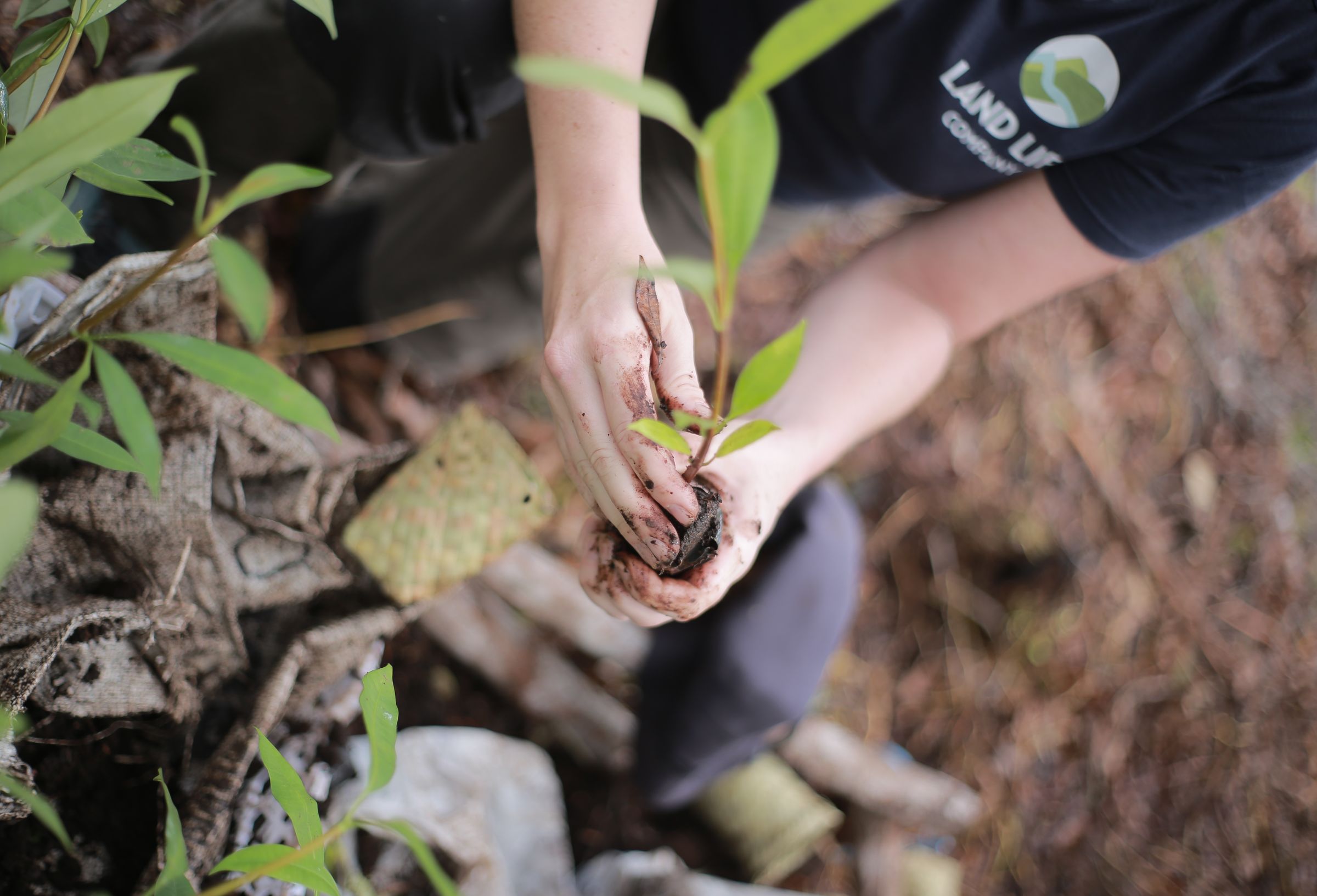 Hands holding sapling planting in ground