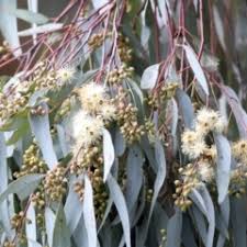 Eucalyptus melliodora