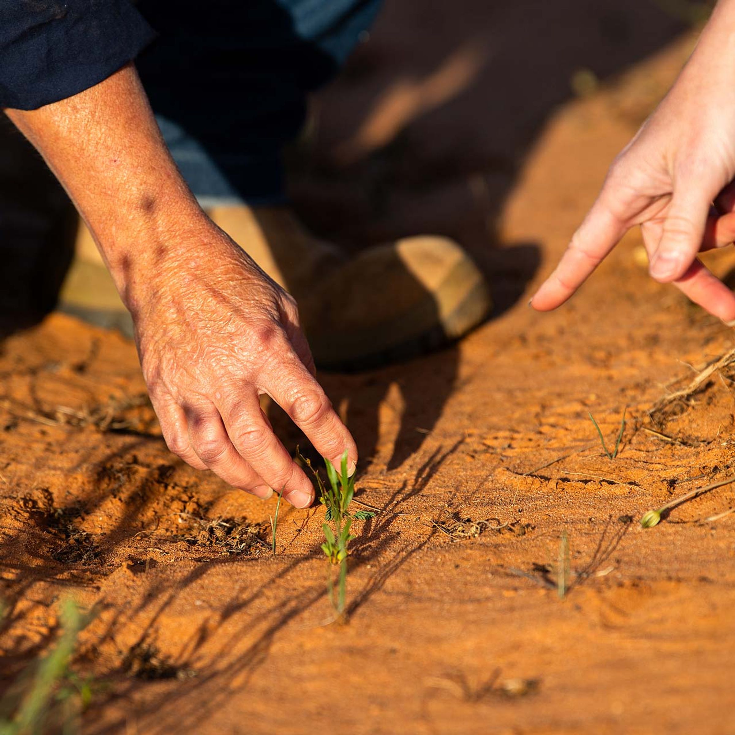 hands planting seedling in red earth