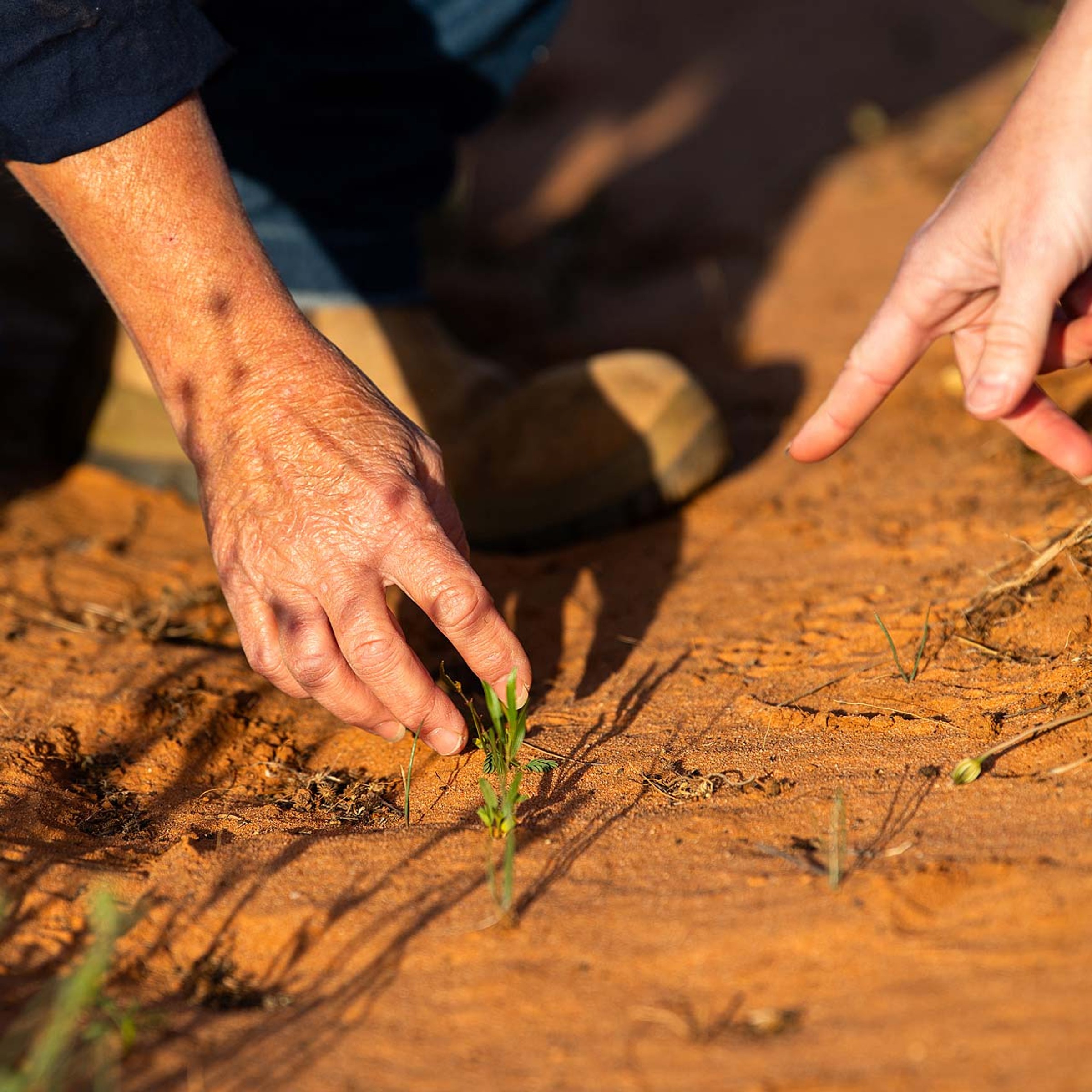 red soil with hands holding sapling