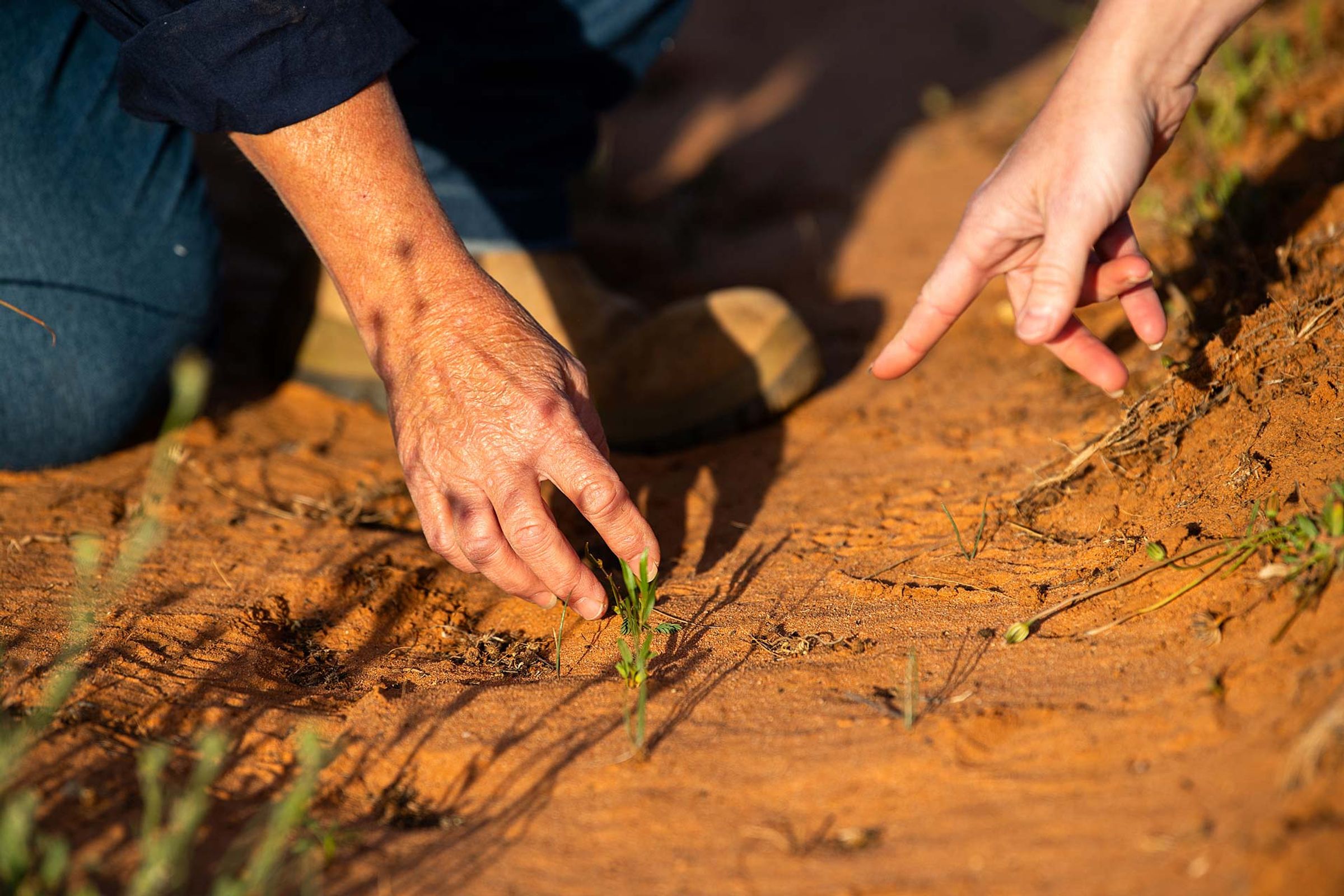 Seedling growing in red earth
