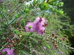 Melaleuca decussata close up