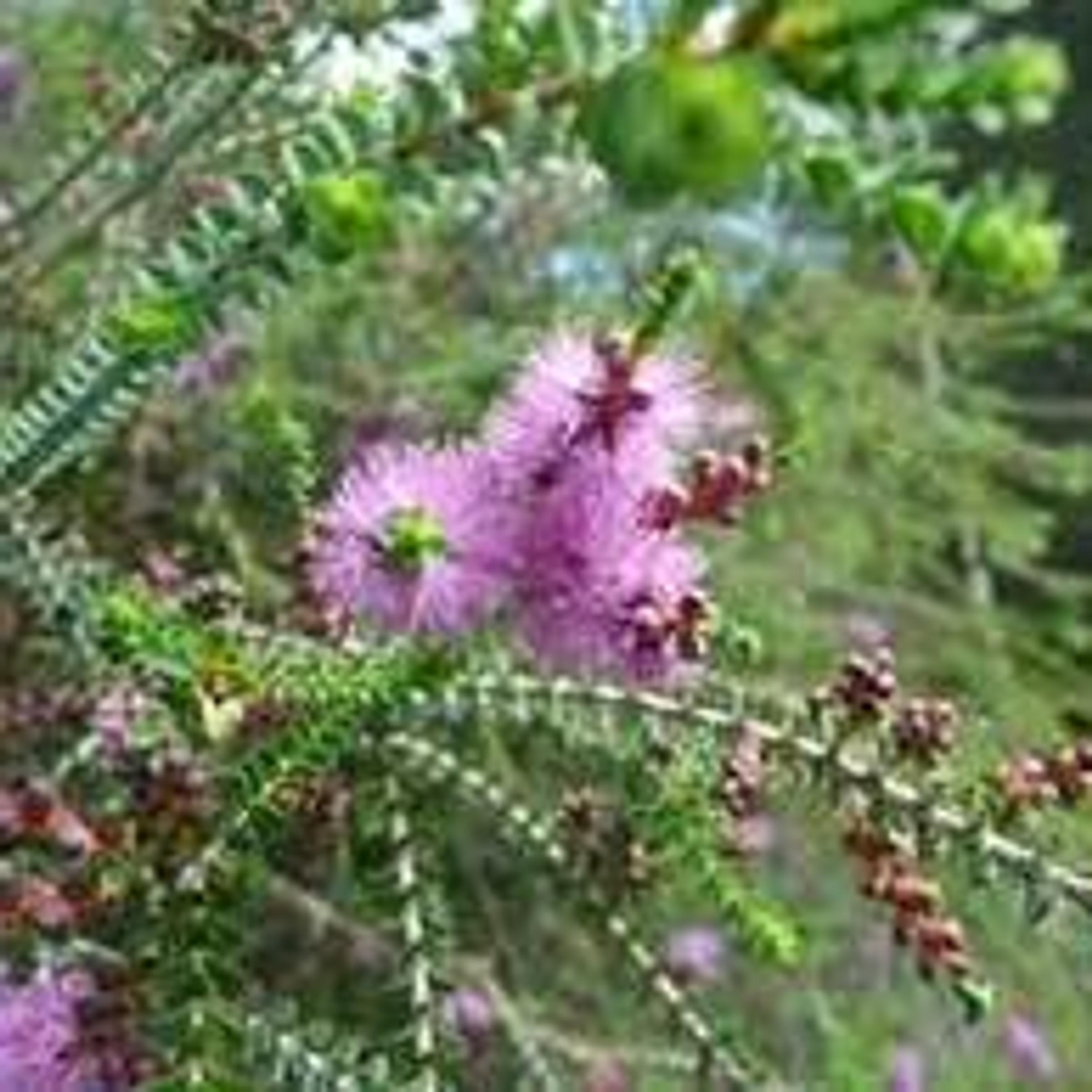 Melaleuca decussata close up
