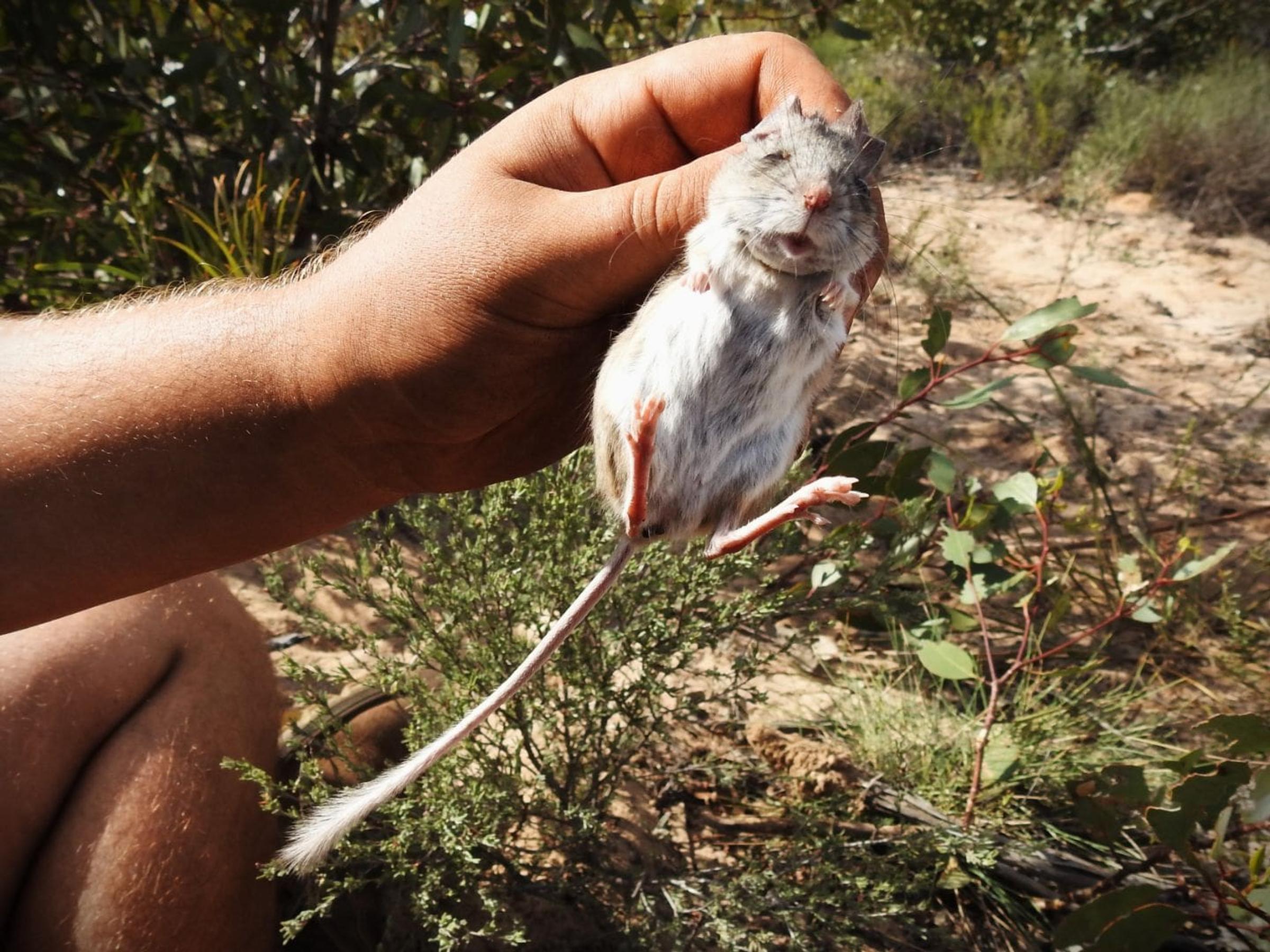 Sandhill dunnart