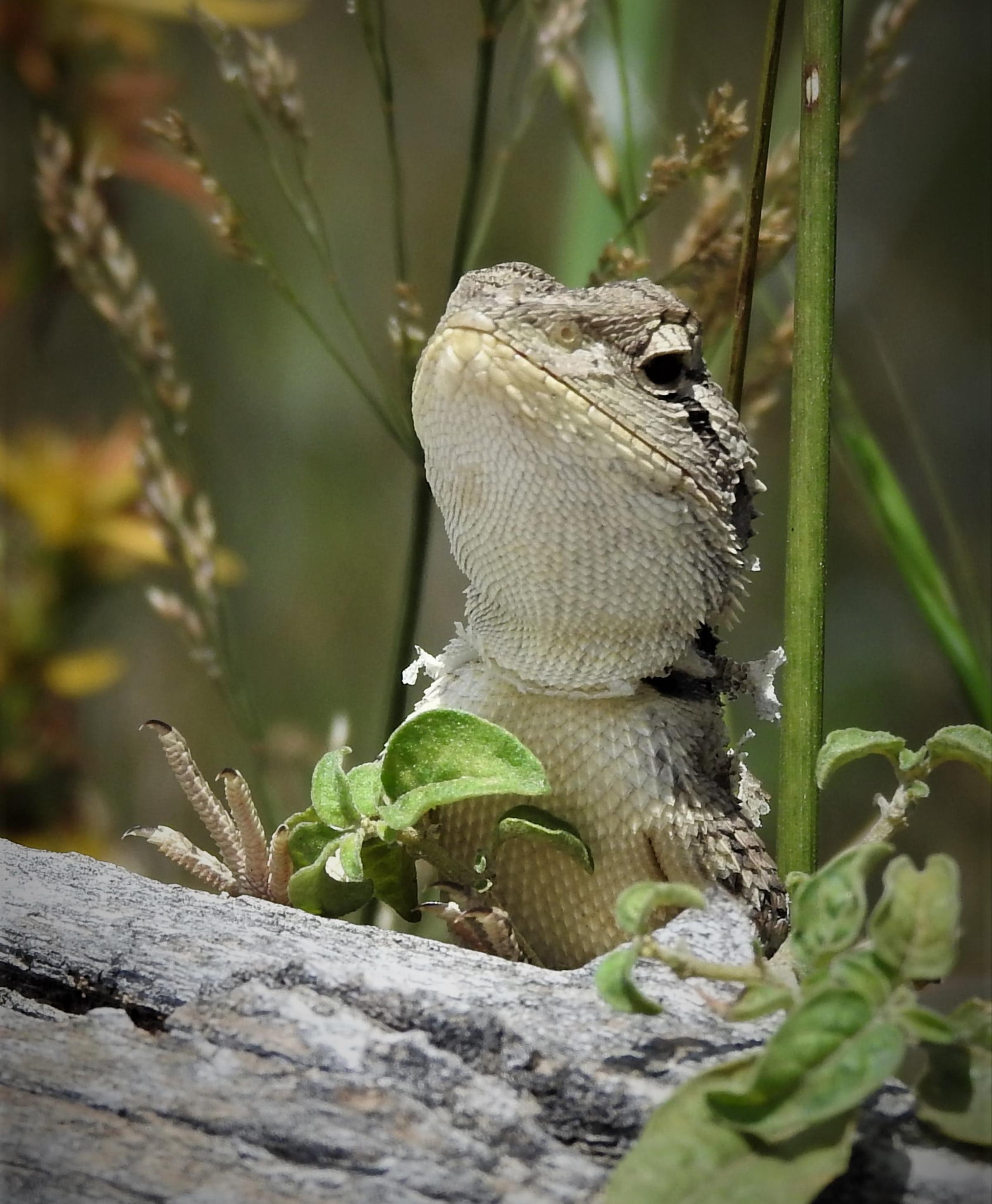 Jacky lizard on log in NSW