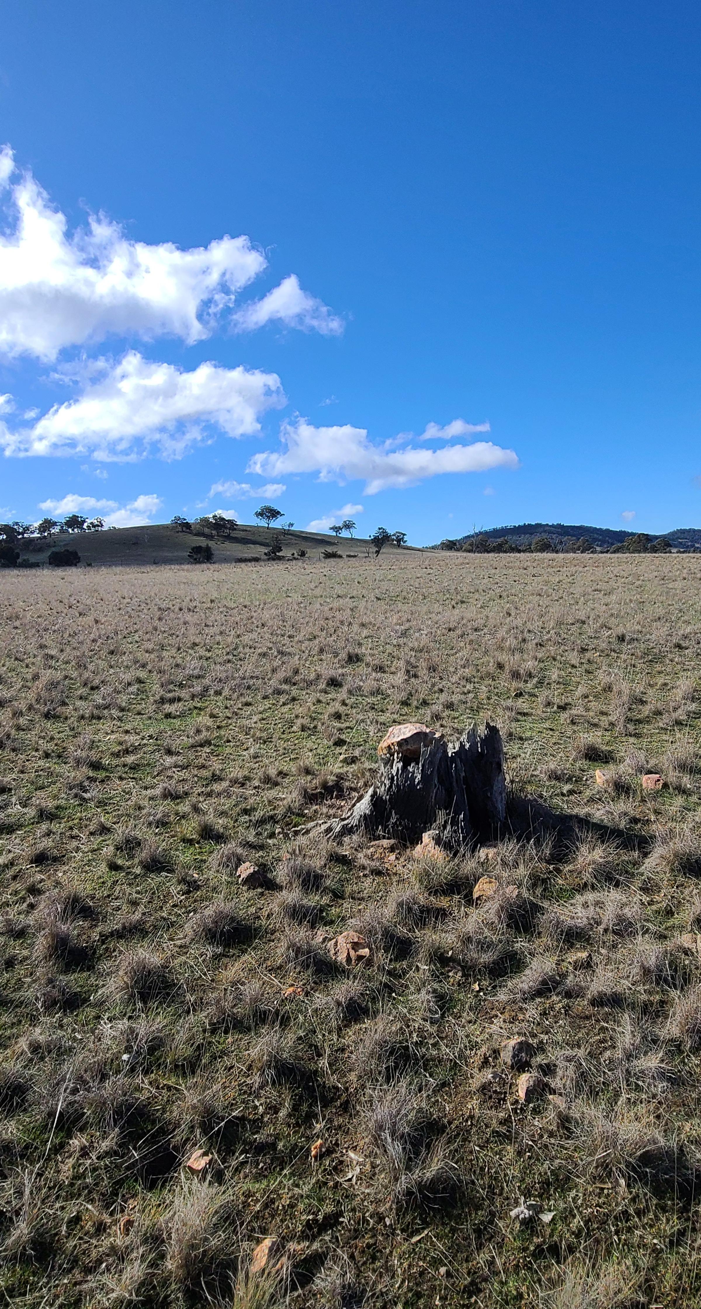 dunluce australia reforestation project