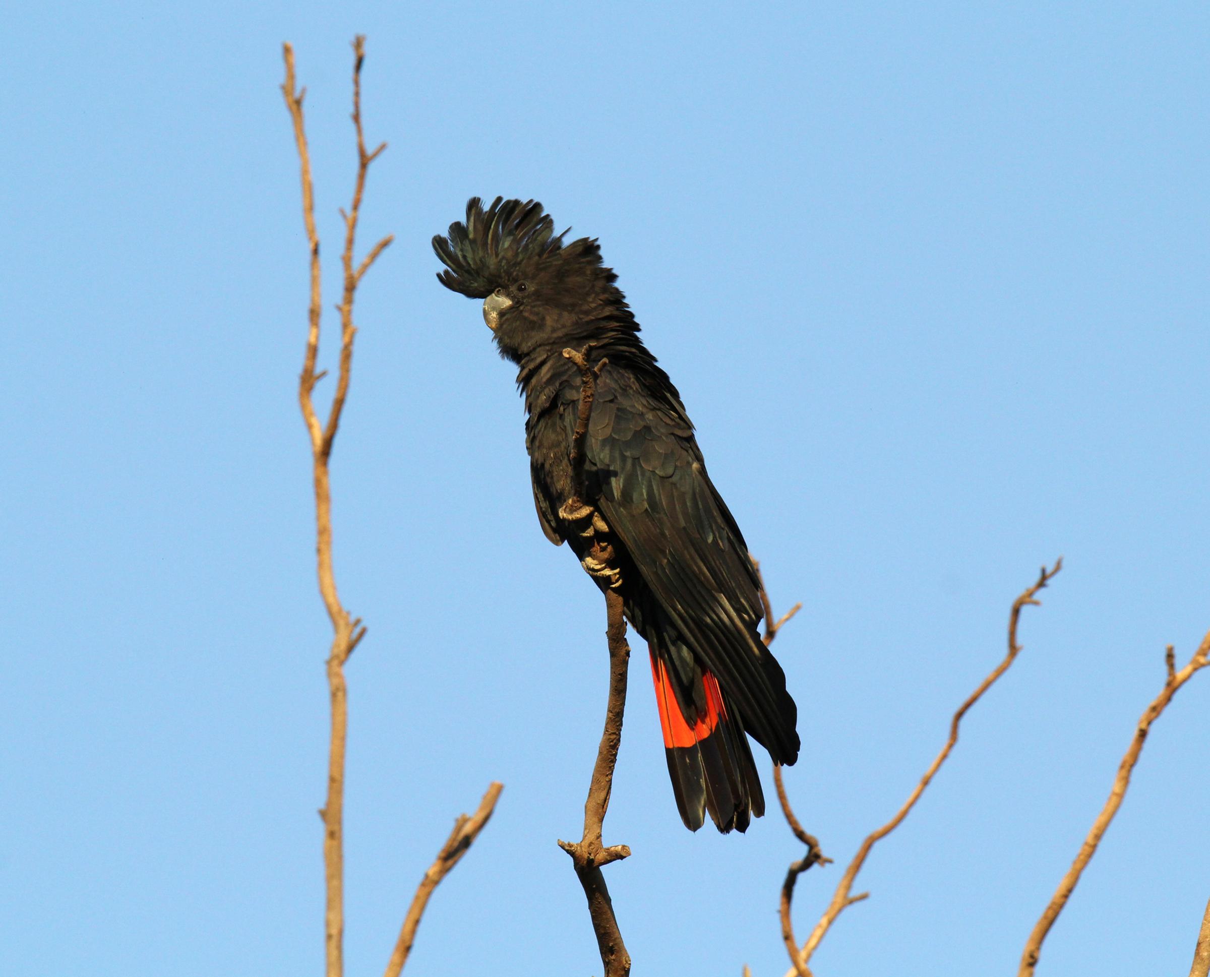 Black cockatoo