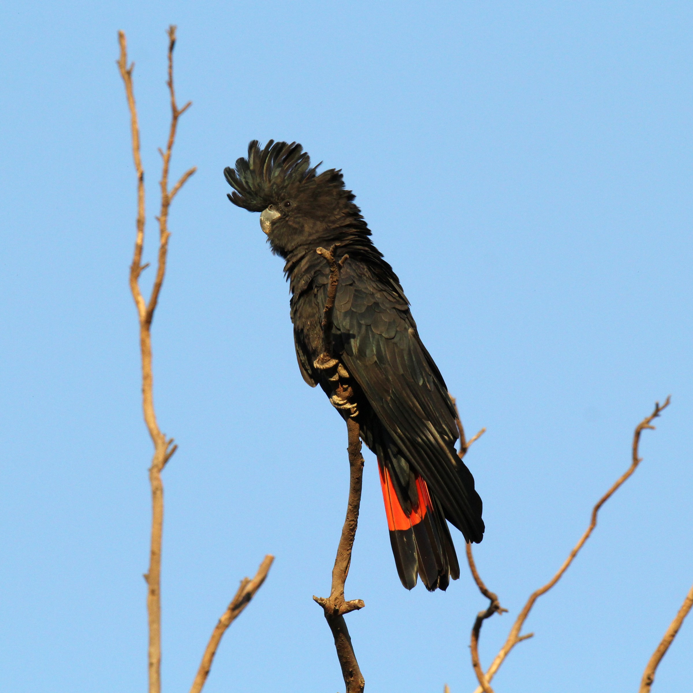 Black cockatoo