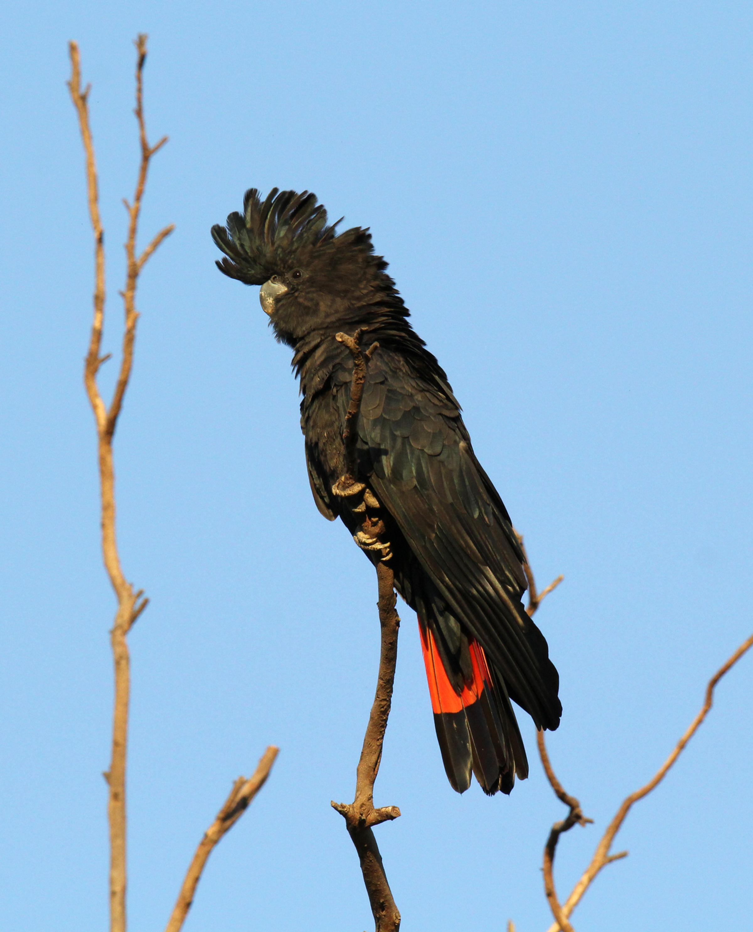 Red-tailed black cockatoo on branch