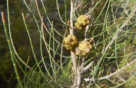 Allocasuarina muelleriana