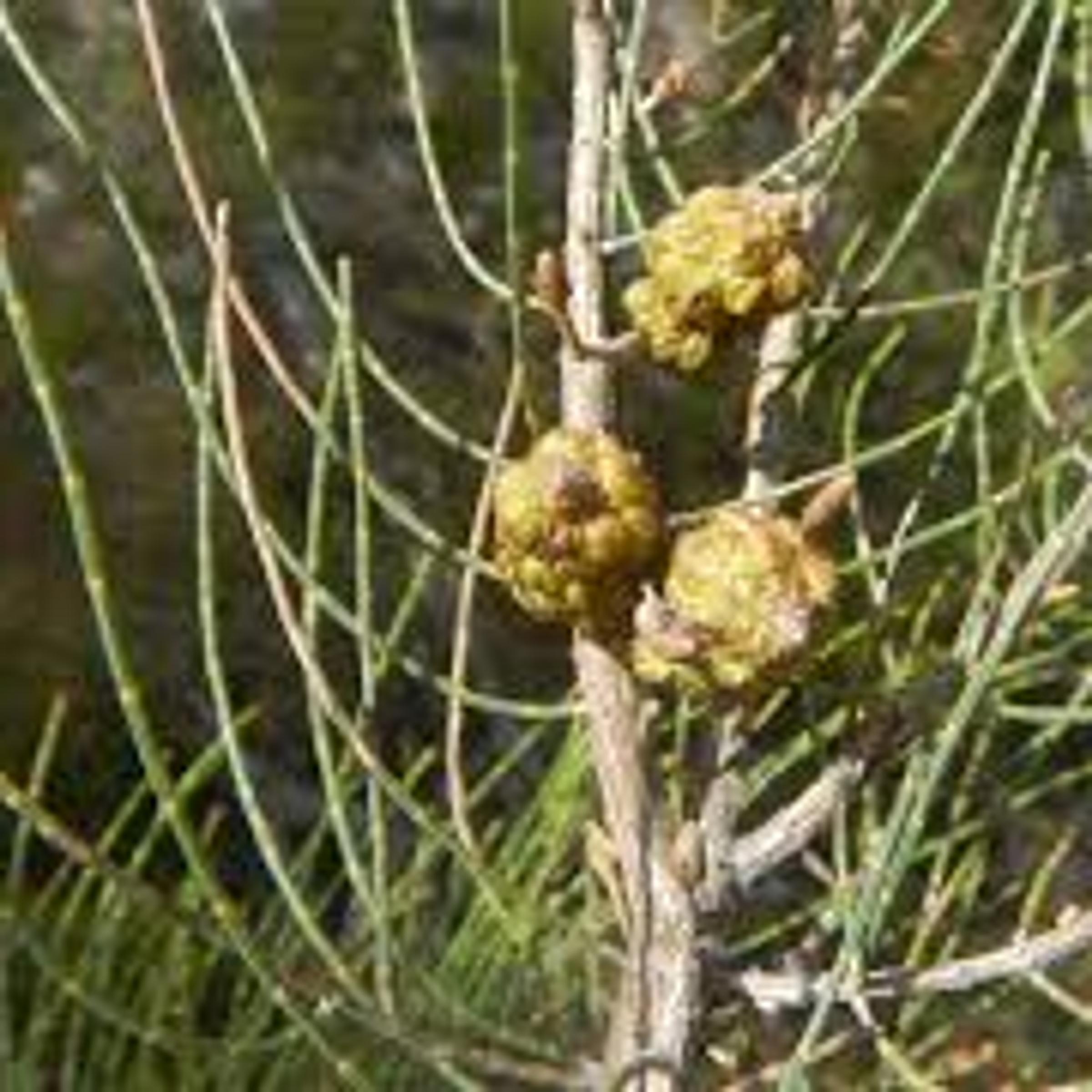 Allocasuarina muelleriana