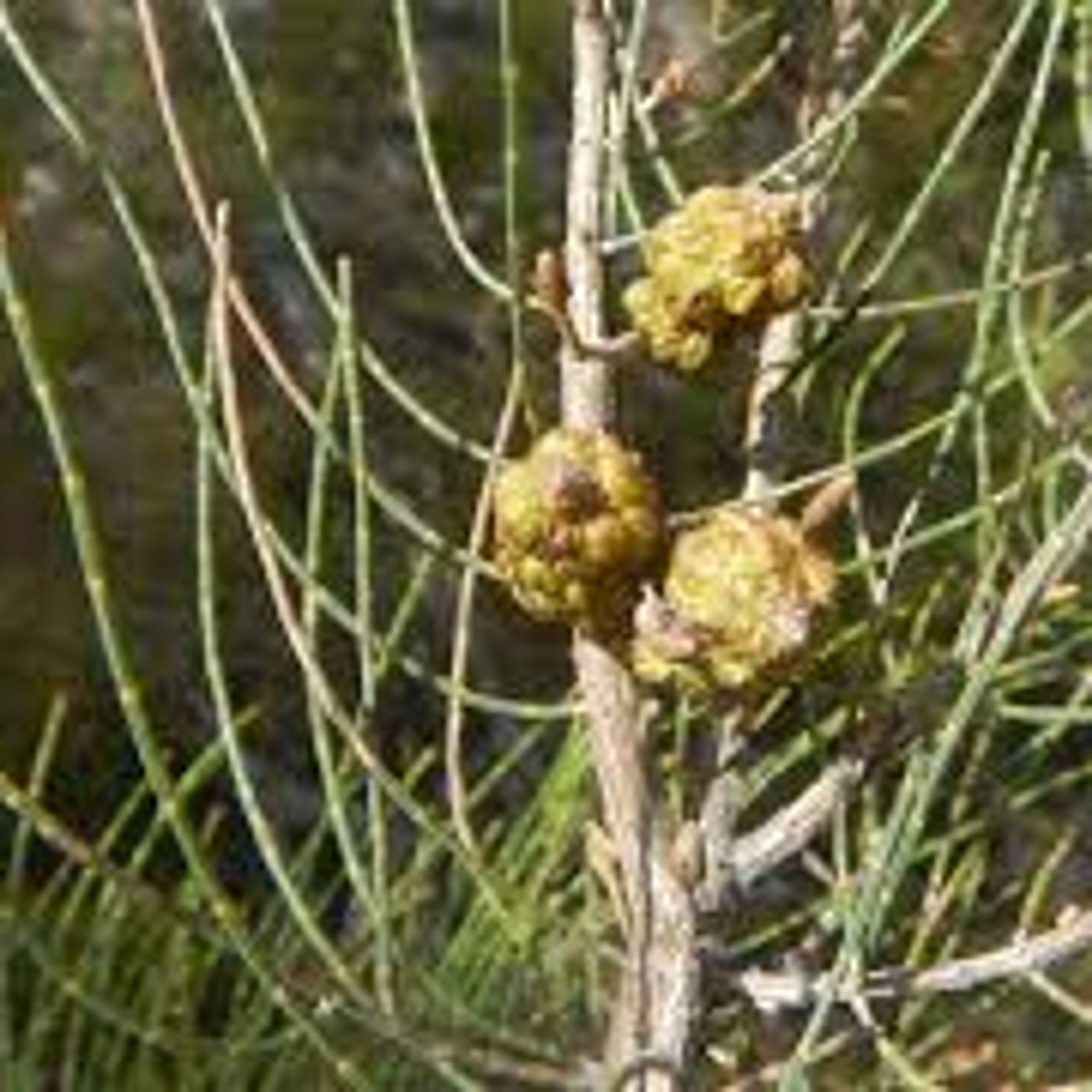 Allocasuarina muelleriana