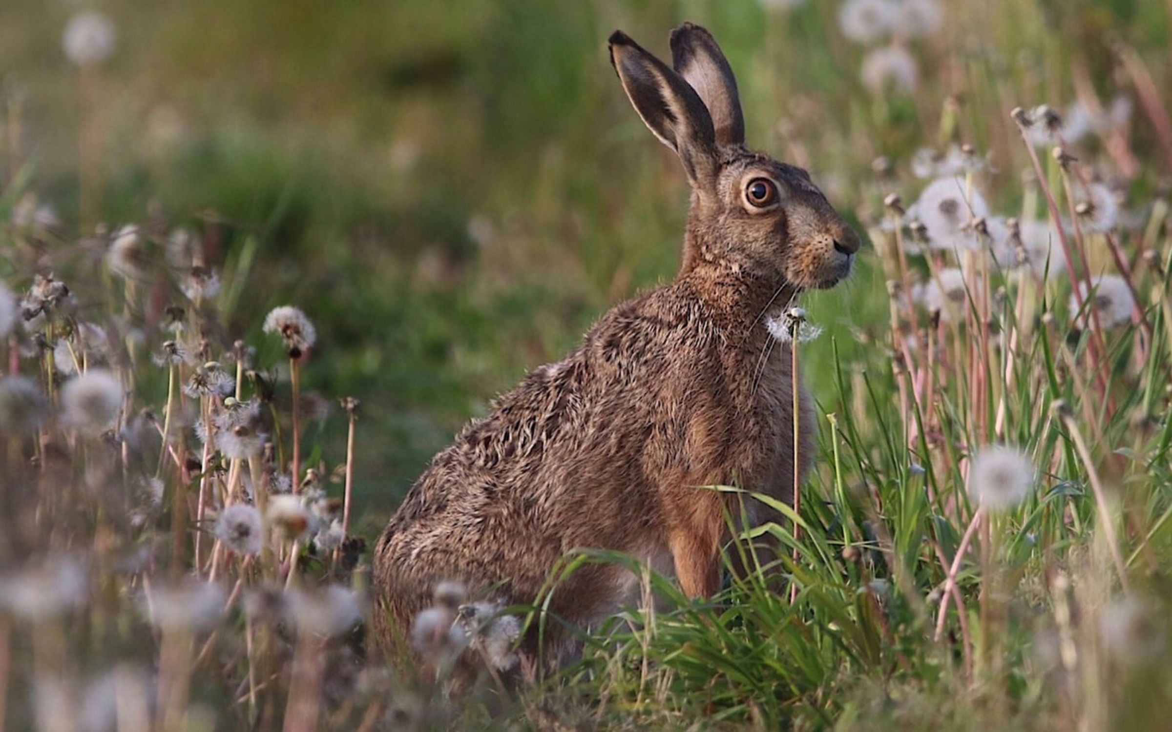 Rabbit
