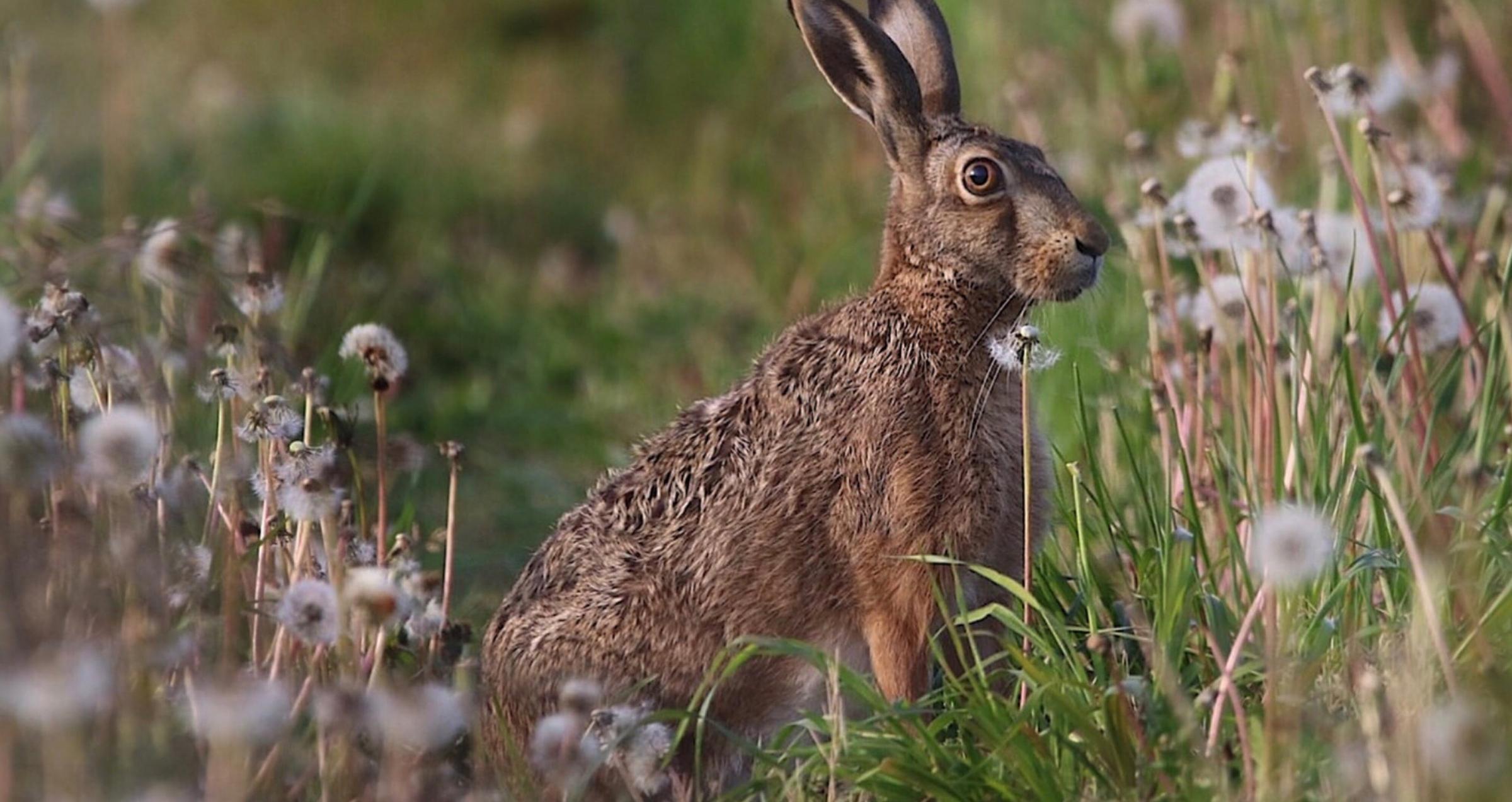 Let's Talk Forest Biodiversity: A Comprehensive Guide to Wildlife Habitat Restoration