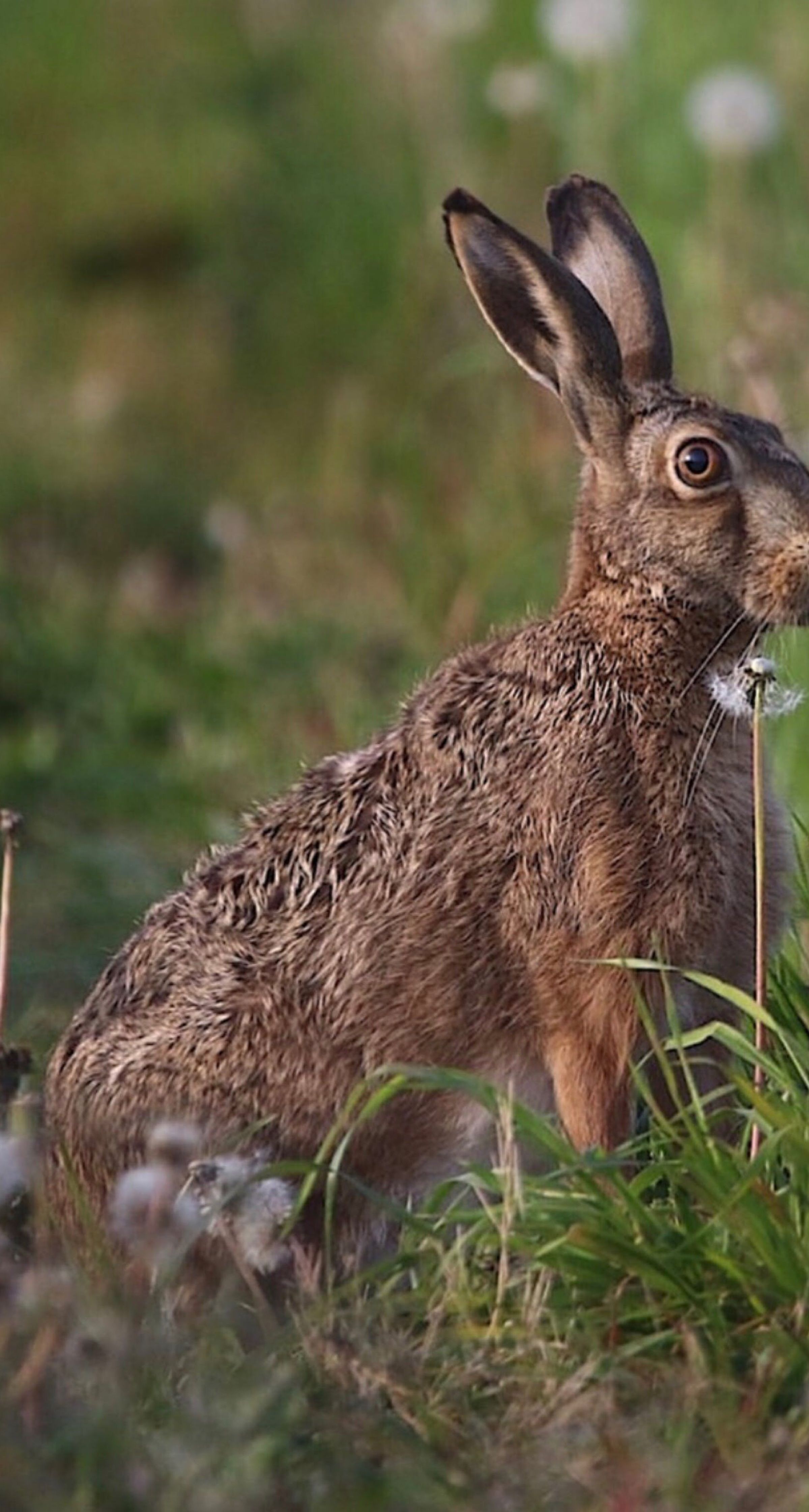 Rabbit