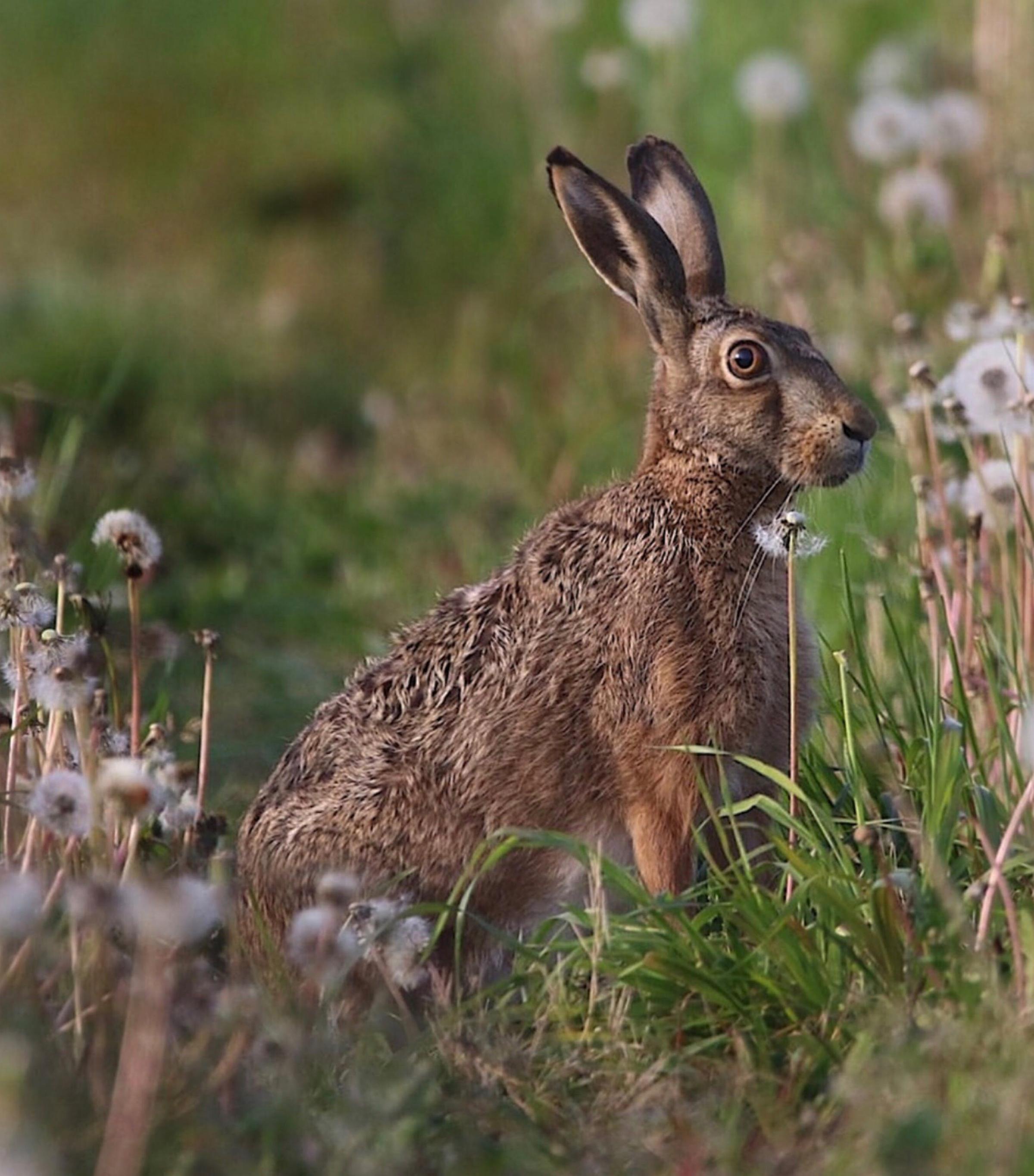 Let's talk forest biodiversity: A comprehensive guide to wildlife habitat restoration