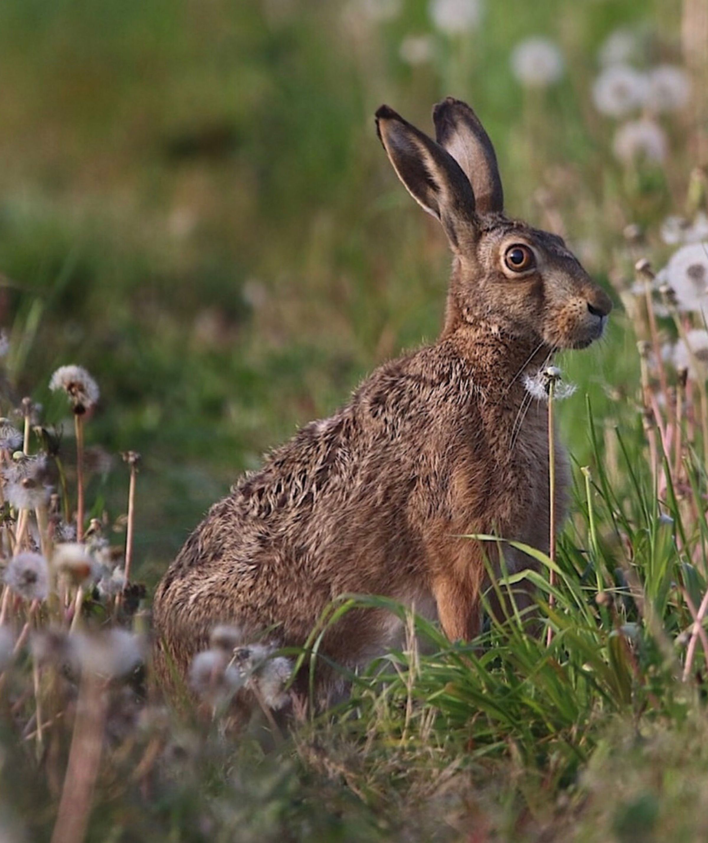 Let's Talk Forest Biodiversity: A Comprehensive Guide to Wildlife Habitat Restoration