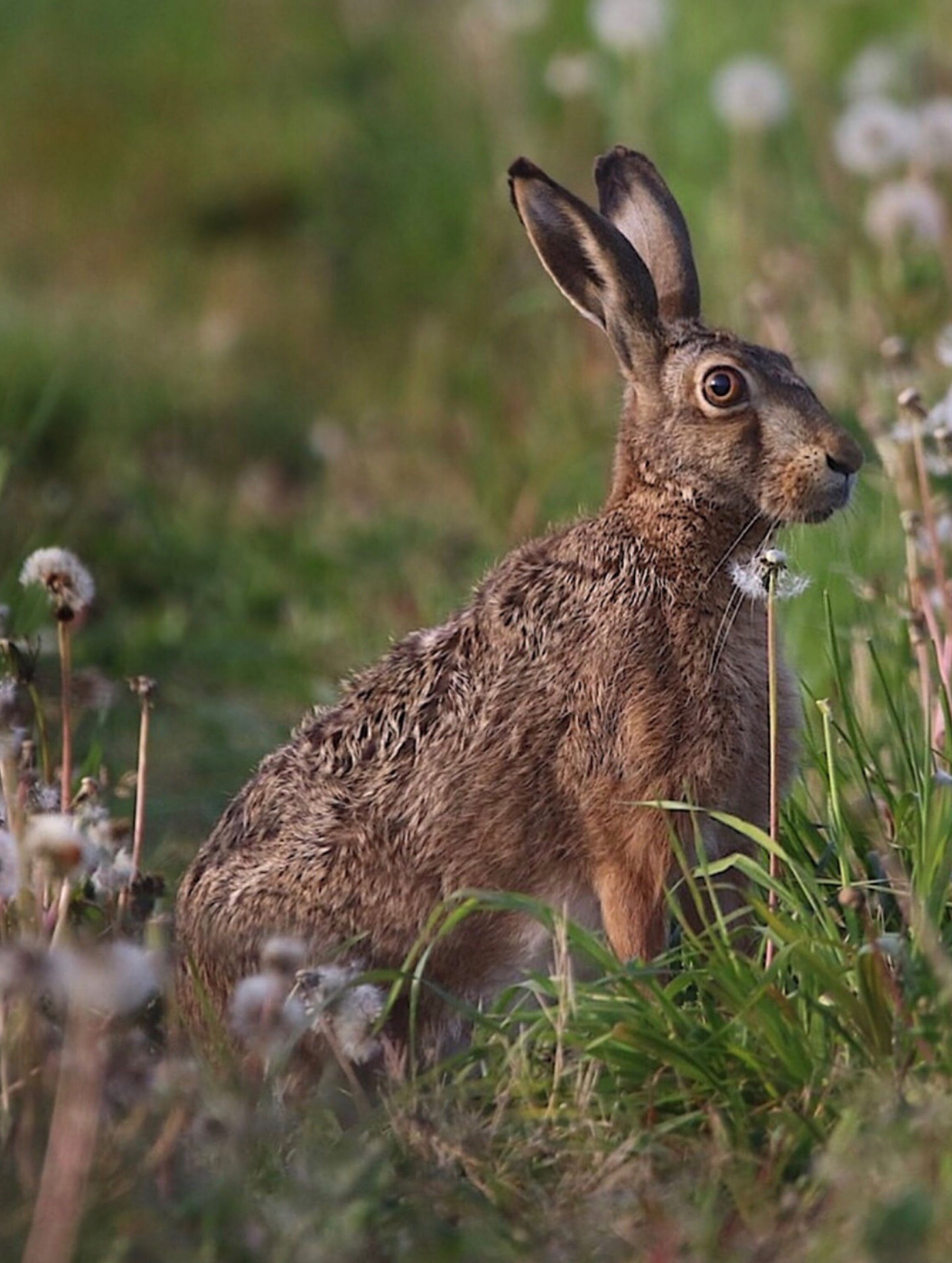 Let's Talk Forest Biodiversity: A Comprehensive Guide to Wildlife Habitat Restoration