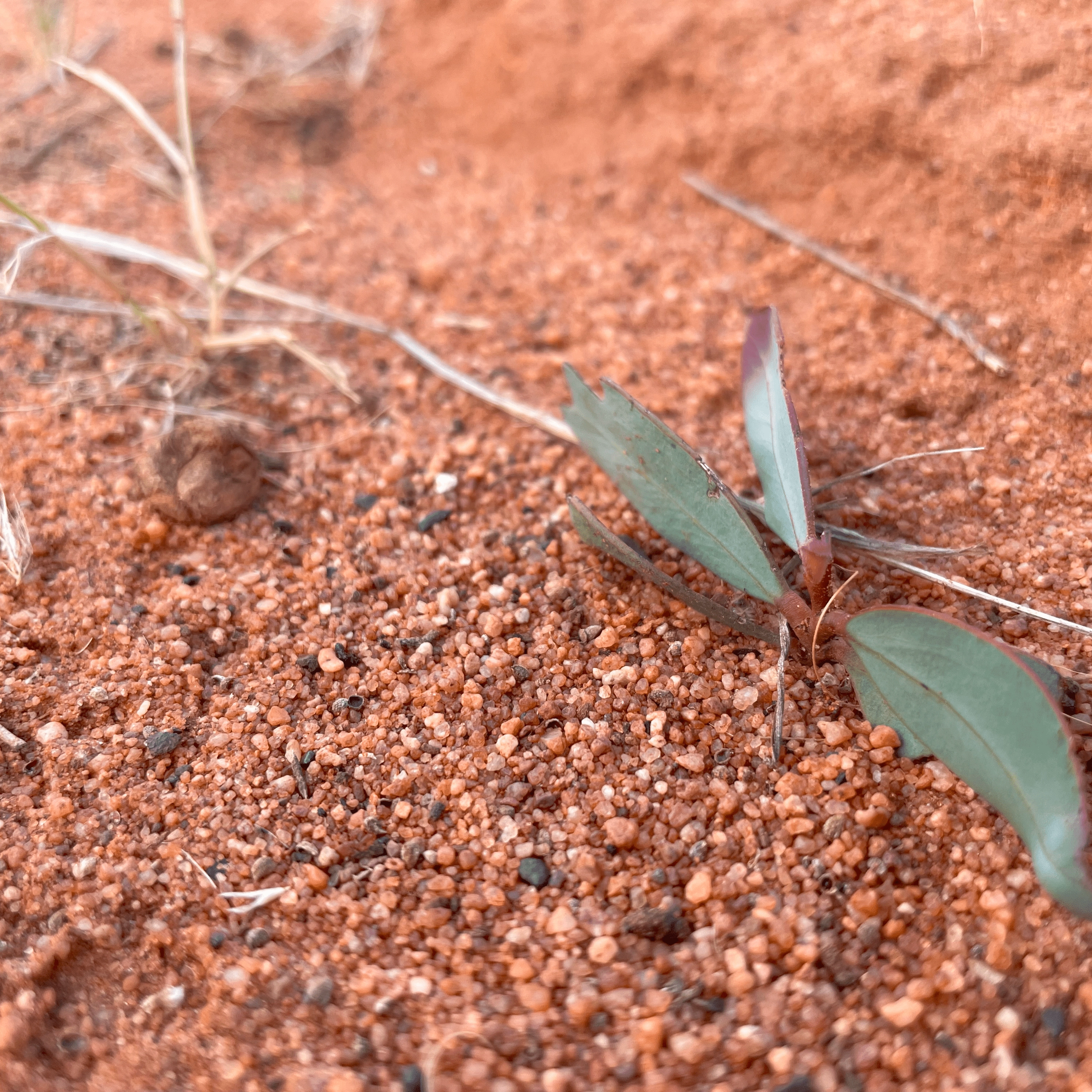 seed germination
