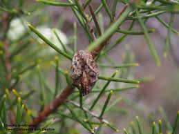 Hakea rugosa