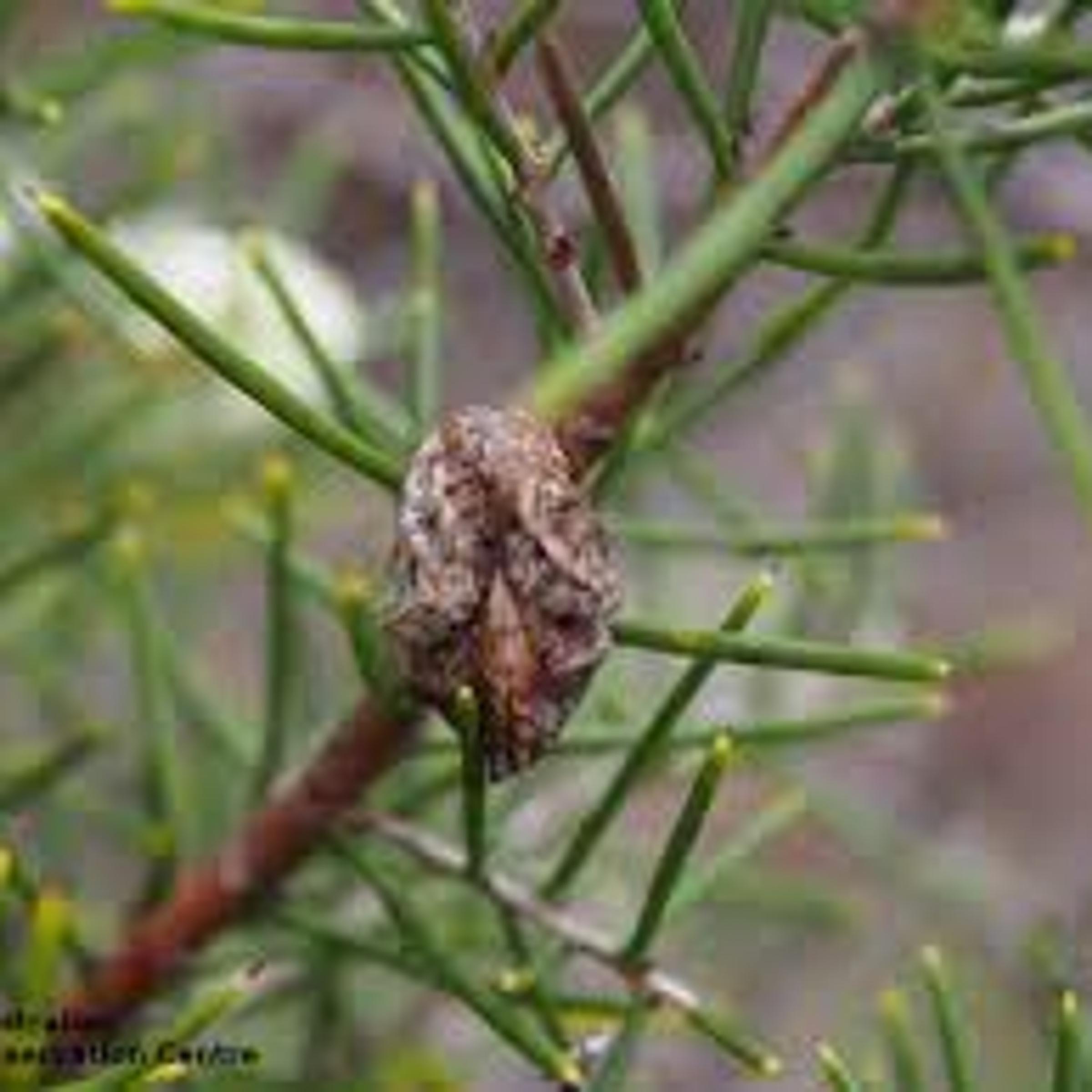 Hakea rugosa