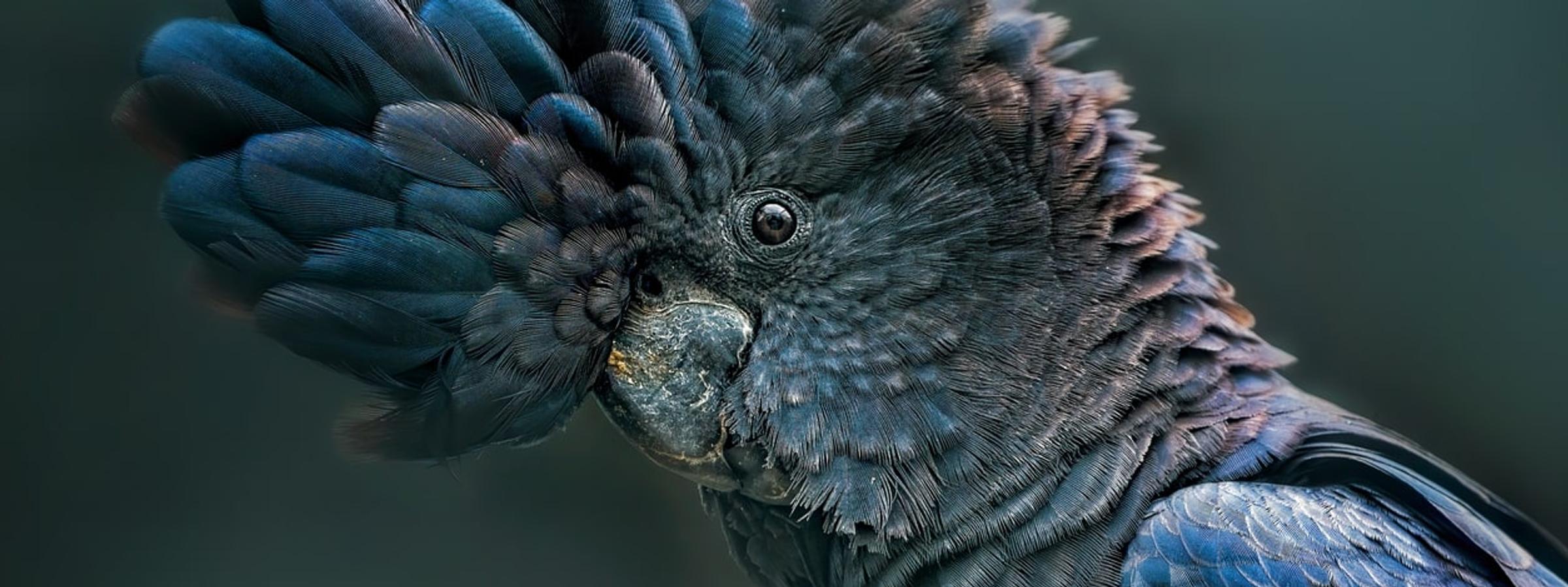 black cockatoo