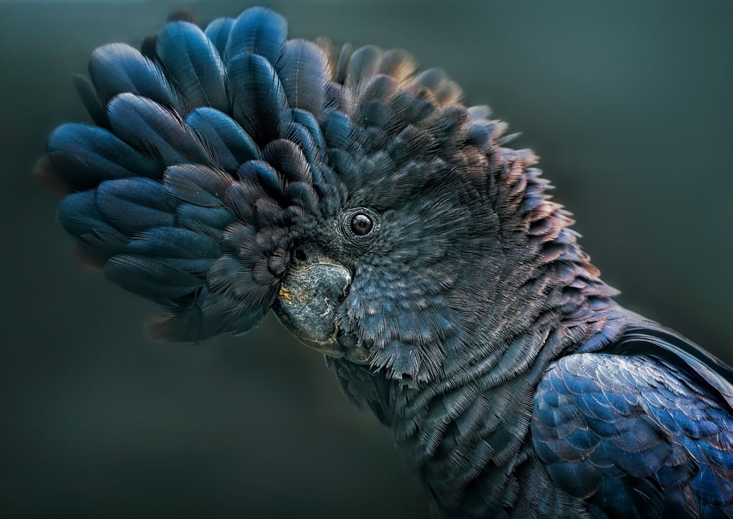black cockatoo