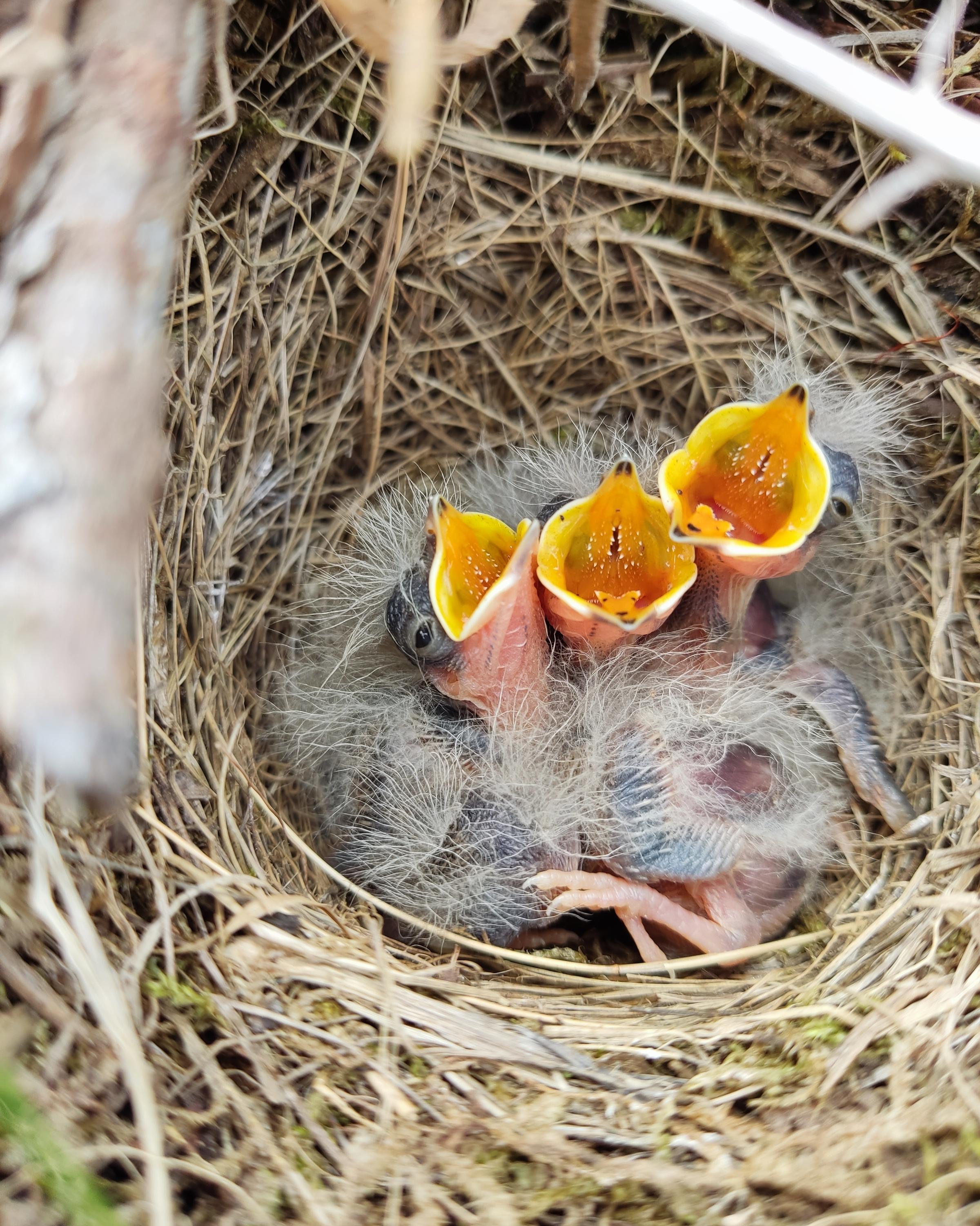 Three tiny chicks in nest