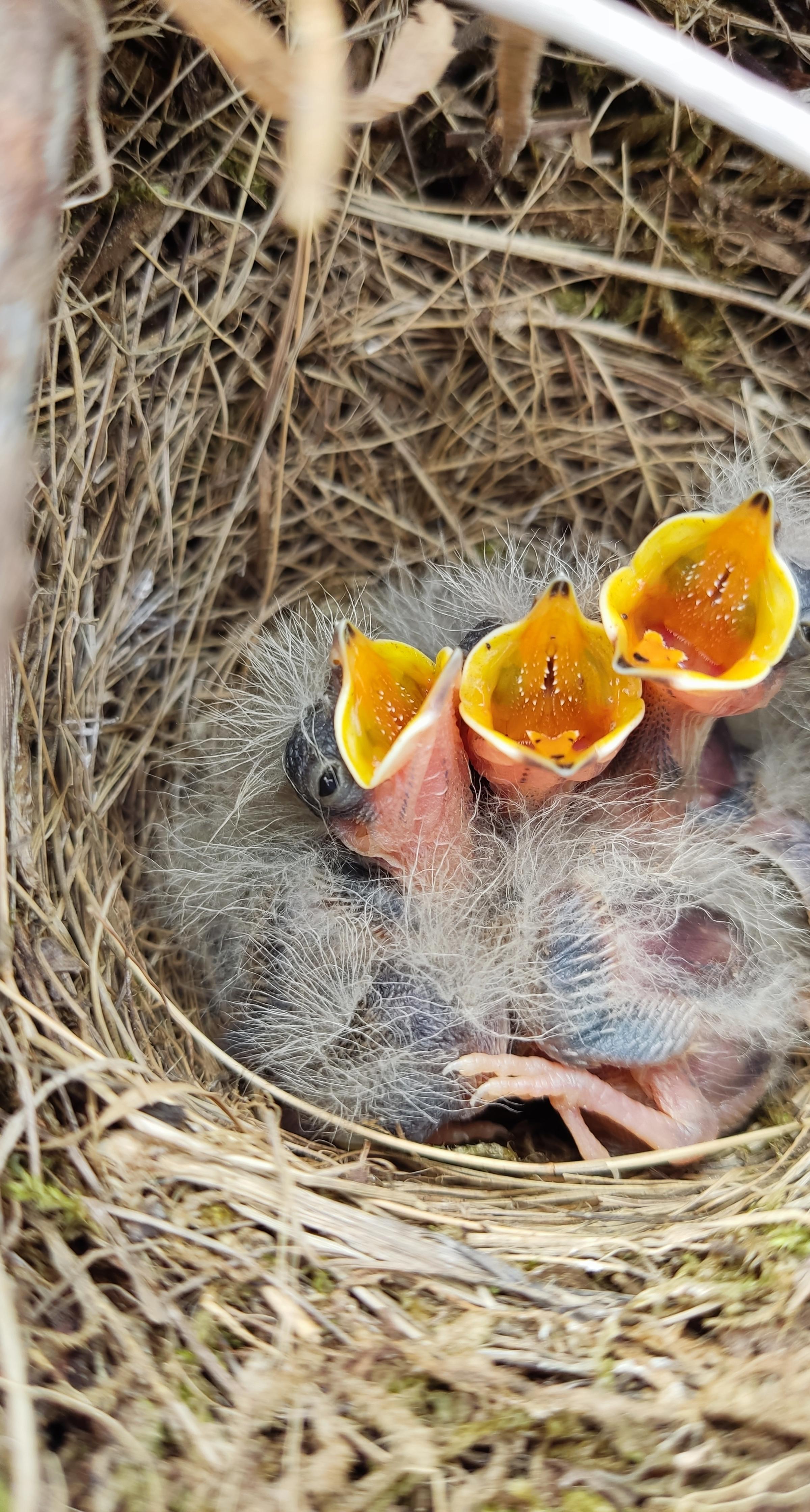 Three tiny chicks in nest