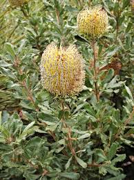 Banksia ornata