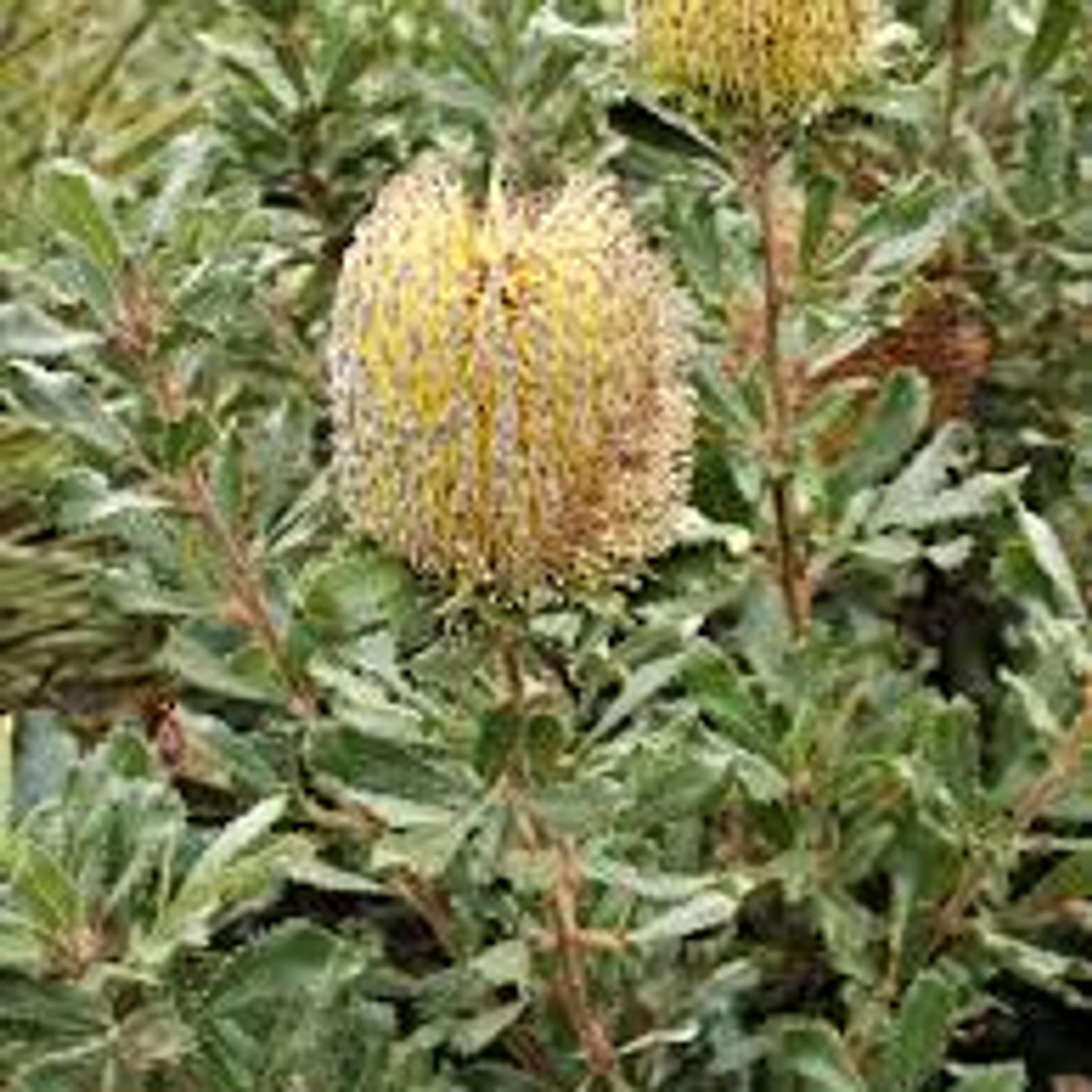 Banksia ornata