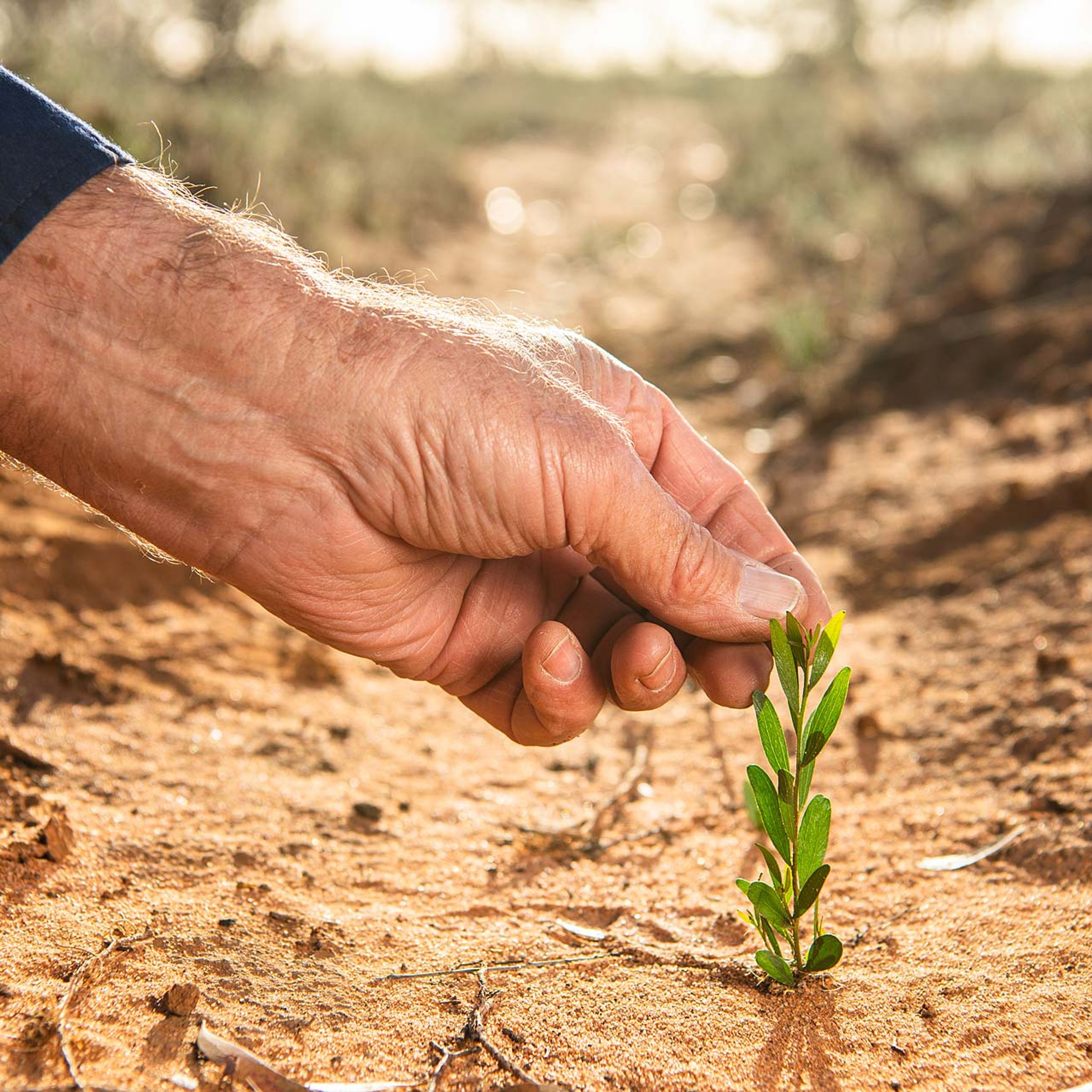 Persons hand up close holding sapling in red earth