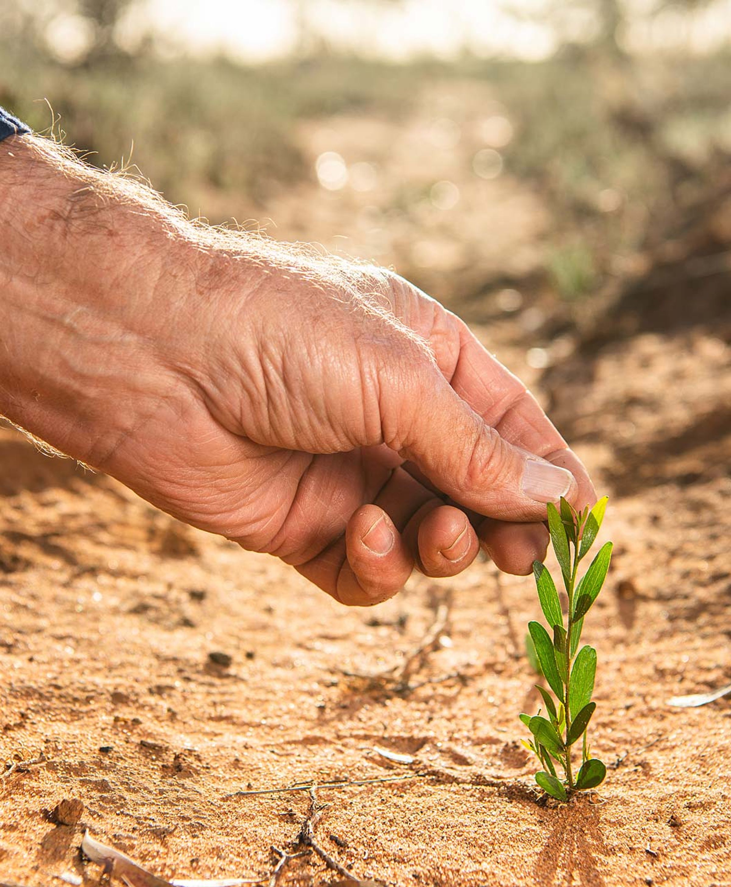 Close up of hand holding tip of tiny sapling growing in earth